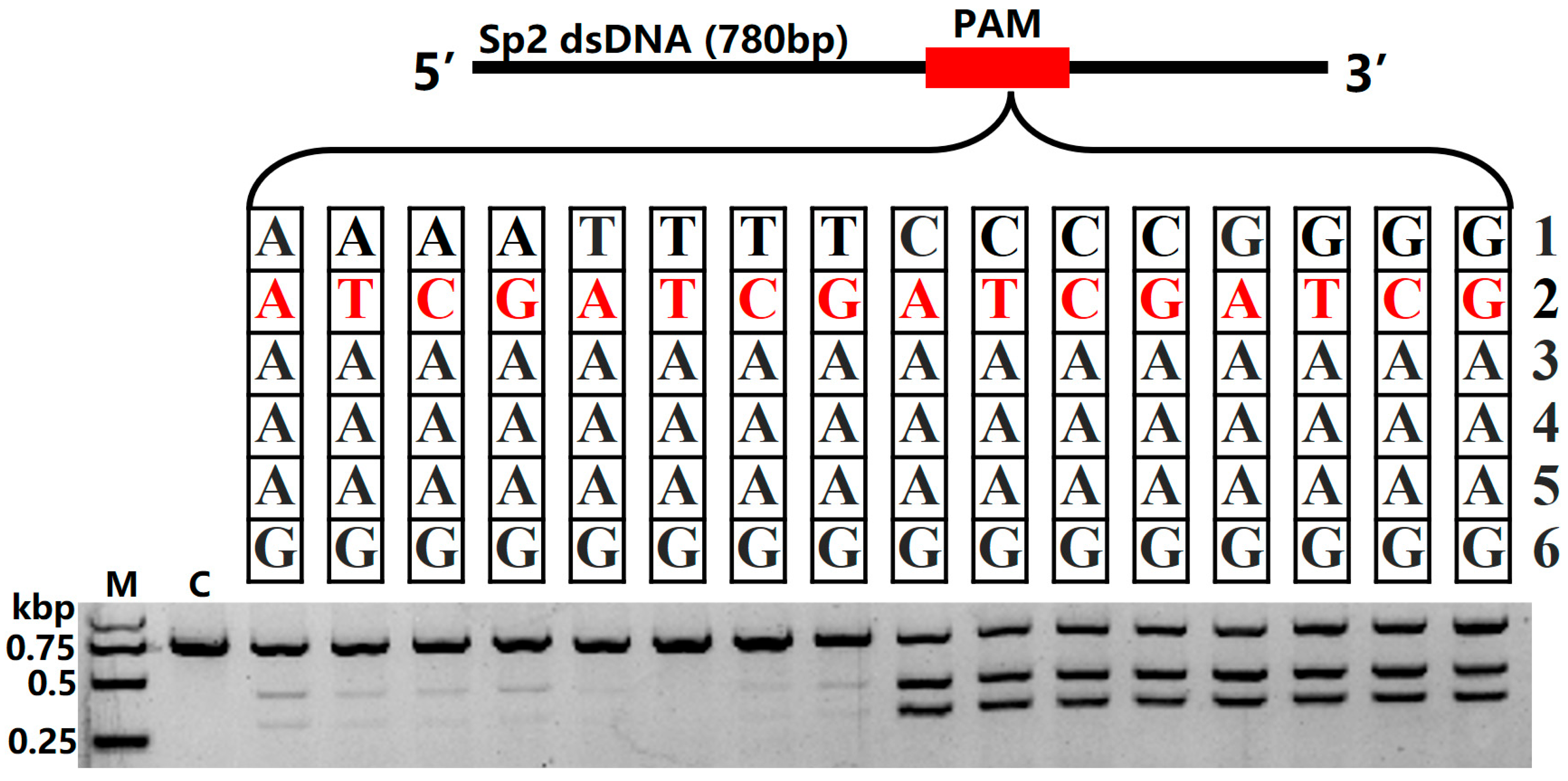 Ijms 26 10681 g003 Ijms 26 10681 g003