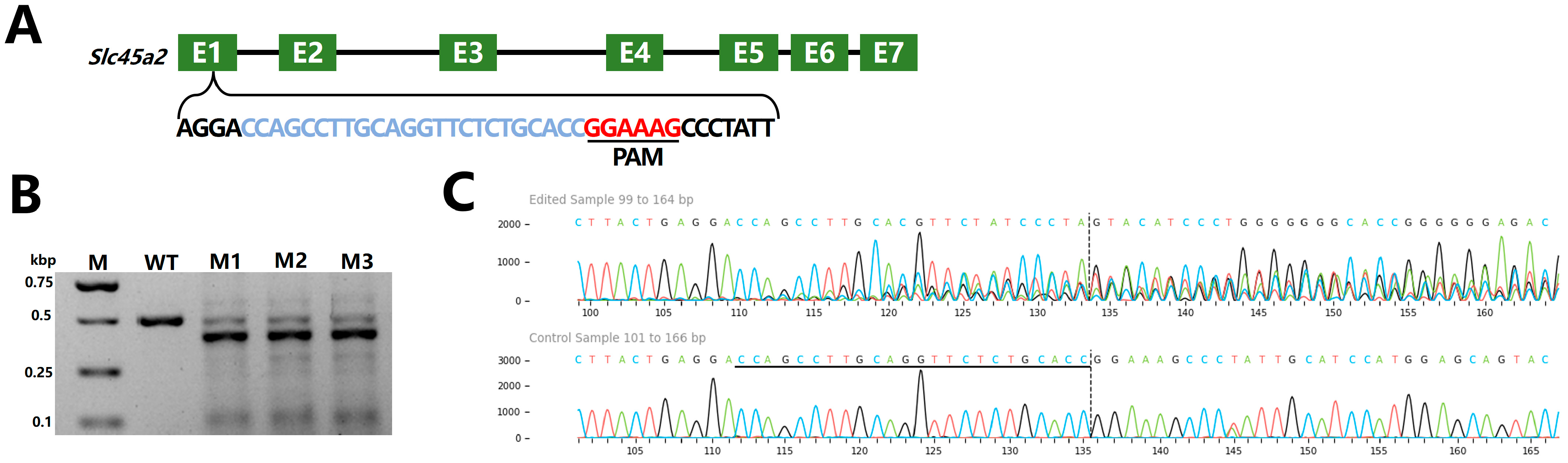Ijms 26 10681 g006 Ijms 26 10681 g006