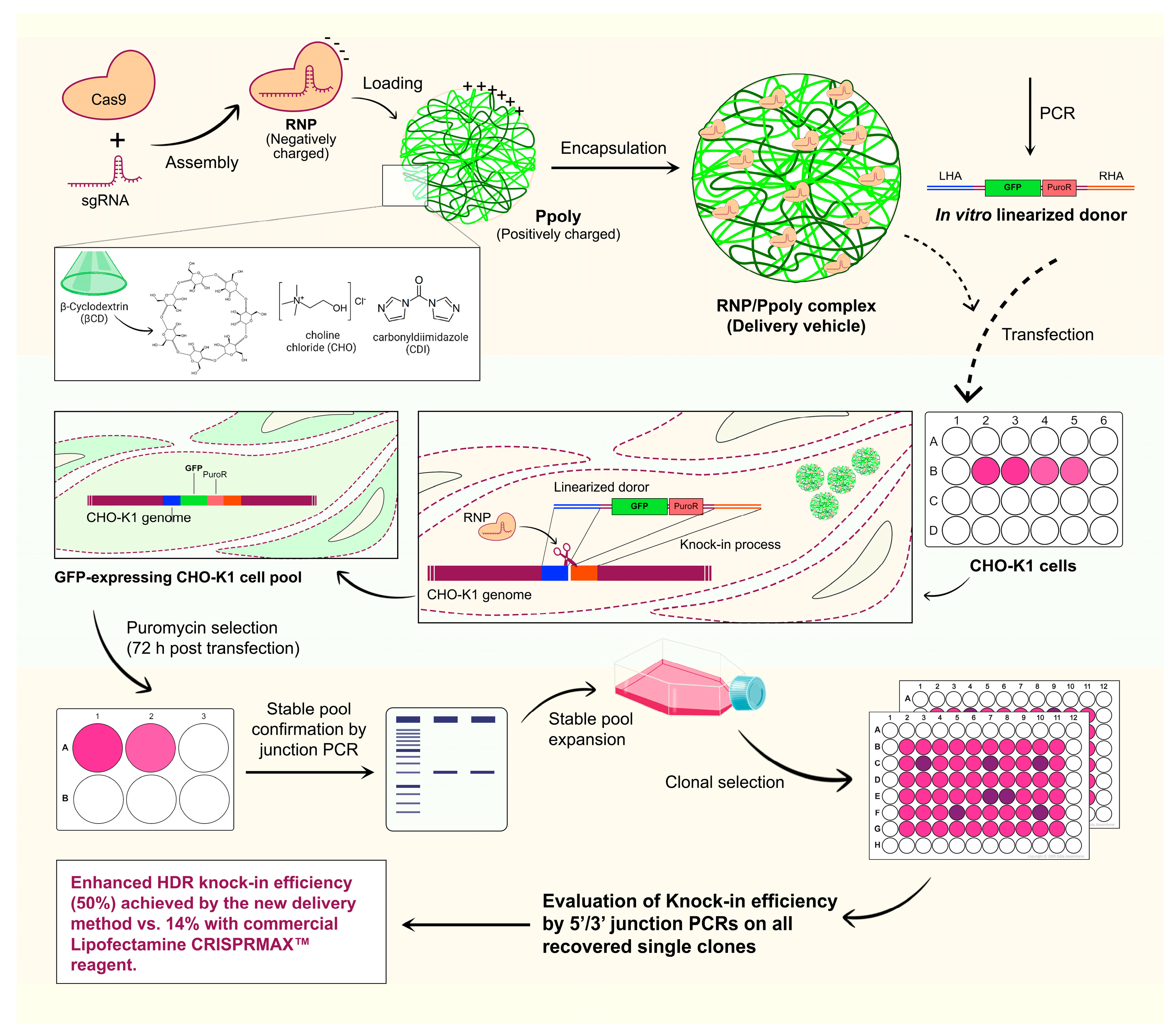 Ijms 26 10682 g001 Ijms 26 10682 g001