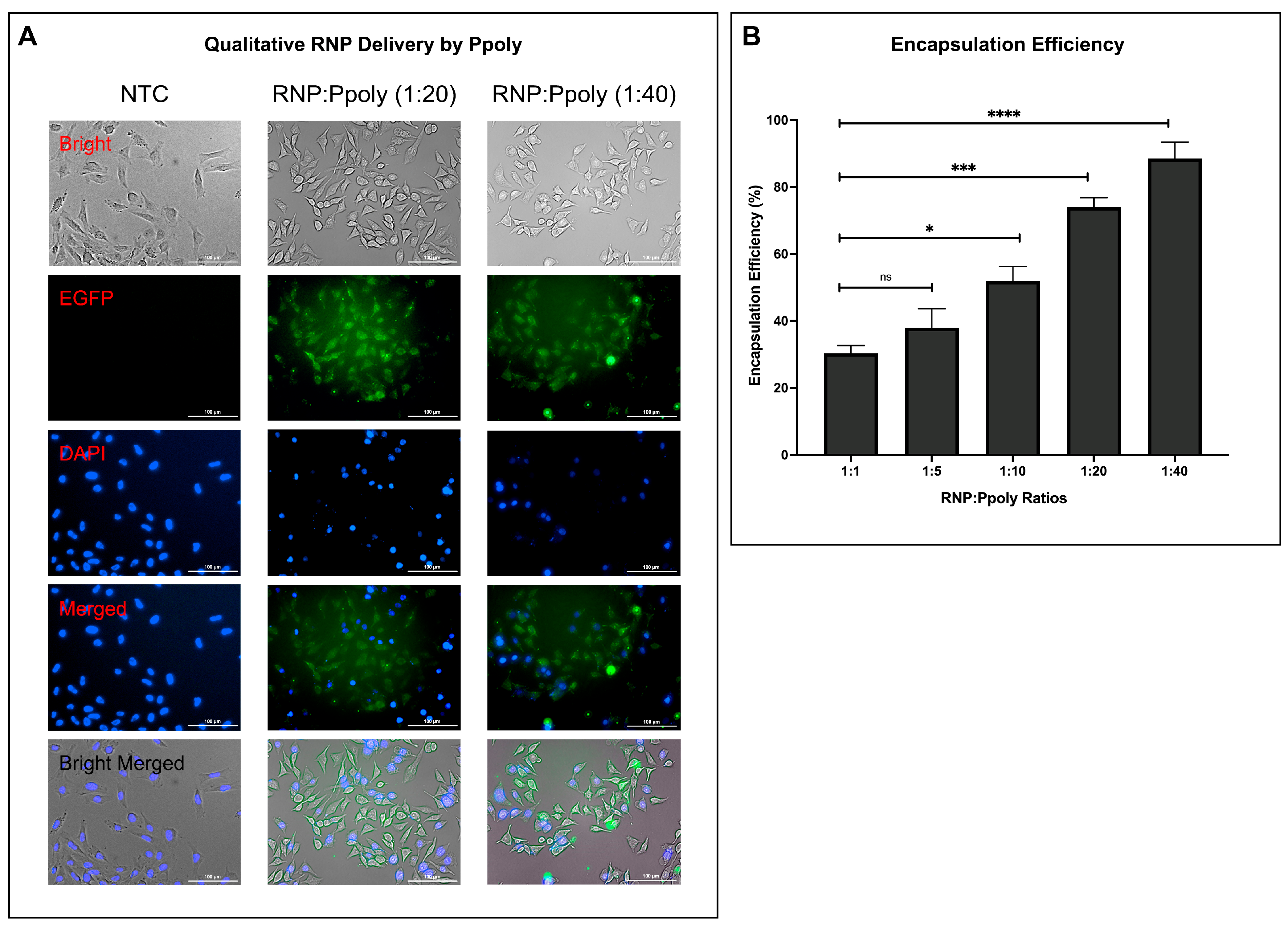 Ijms 26 10682 g004 Ijms 26 10682 g004
