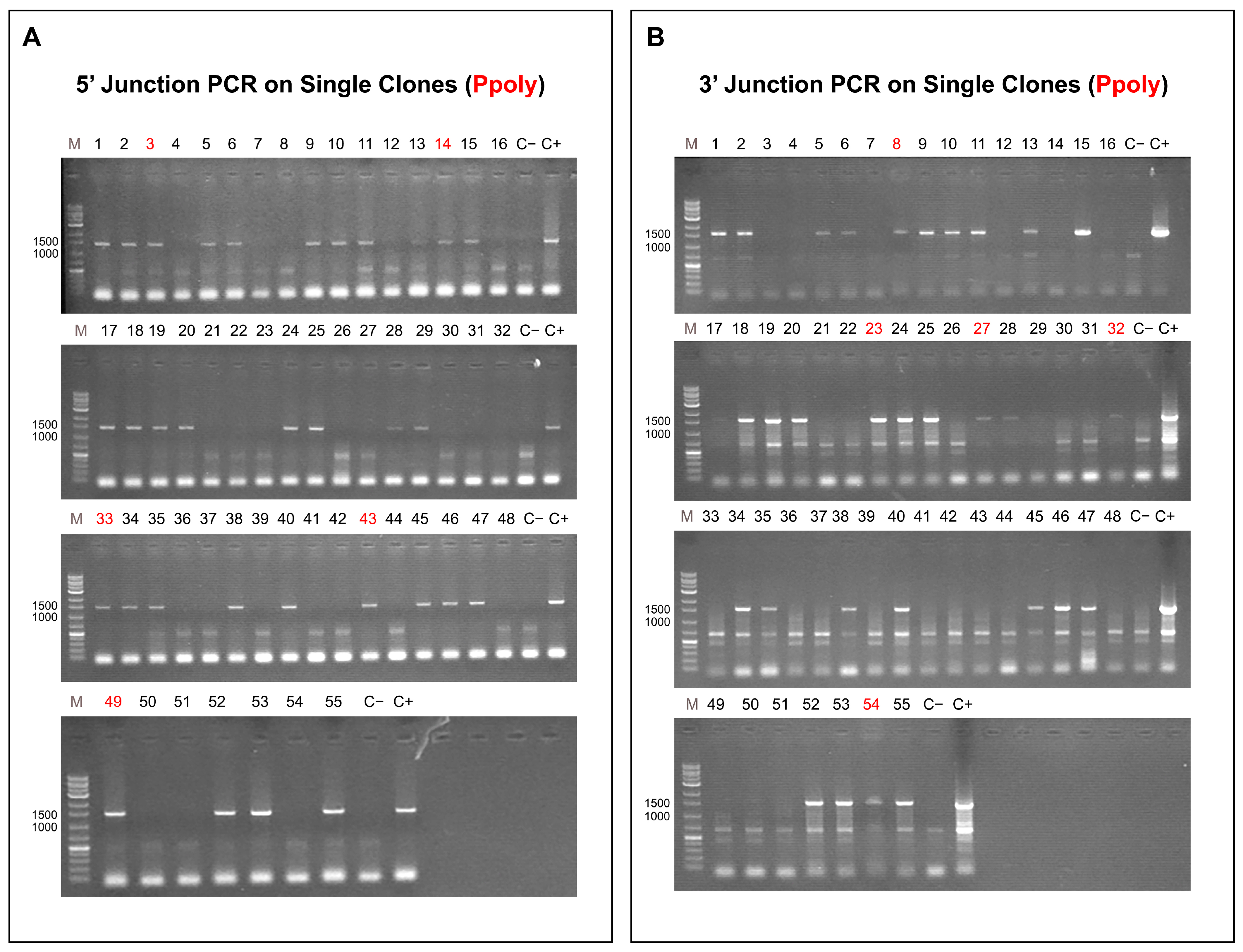 Ijms 26 10682 g006 Ijms 26 10682 g006