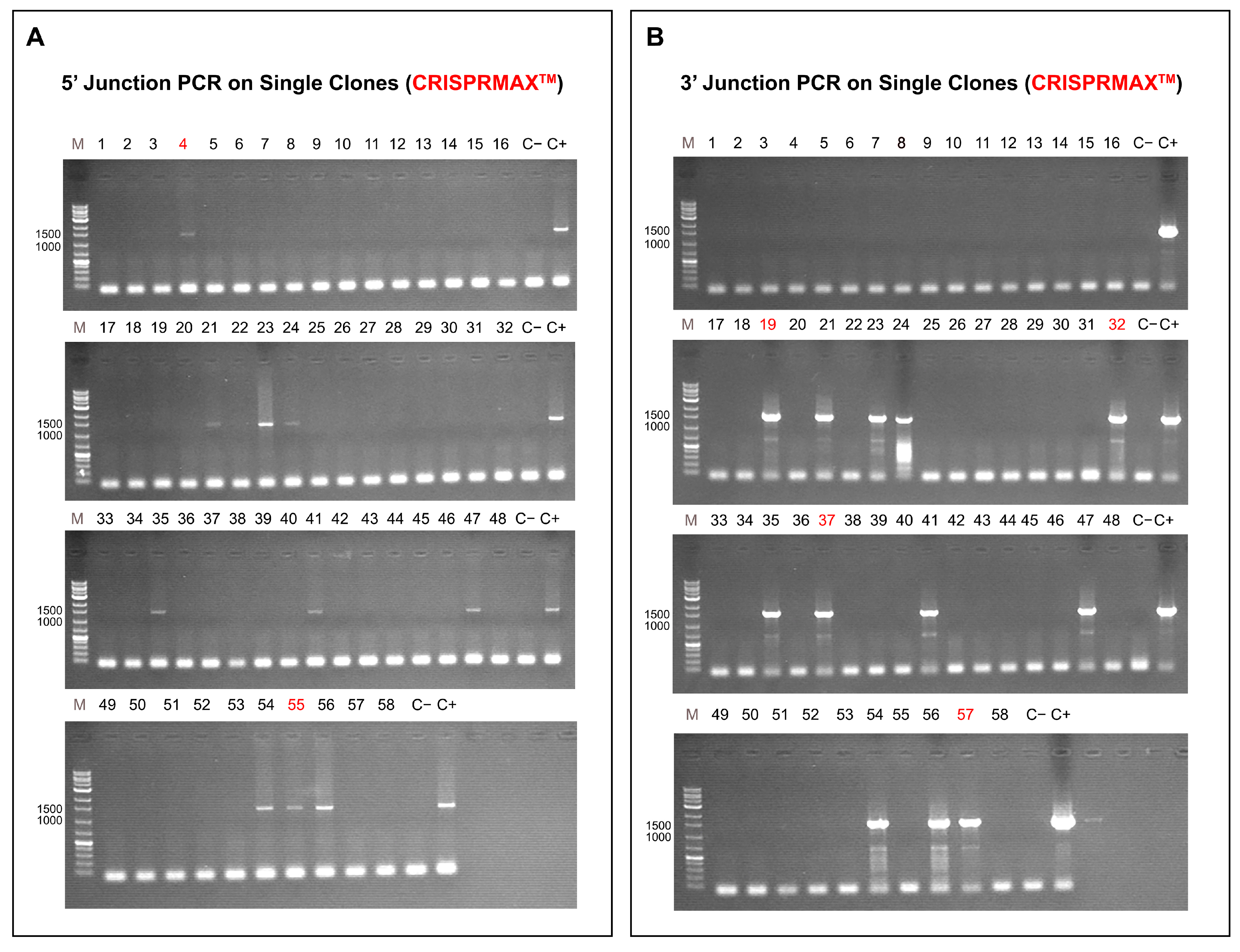 Ijms 26 10682 g007 Ijms 26 10682 g007