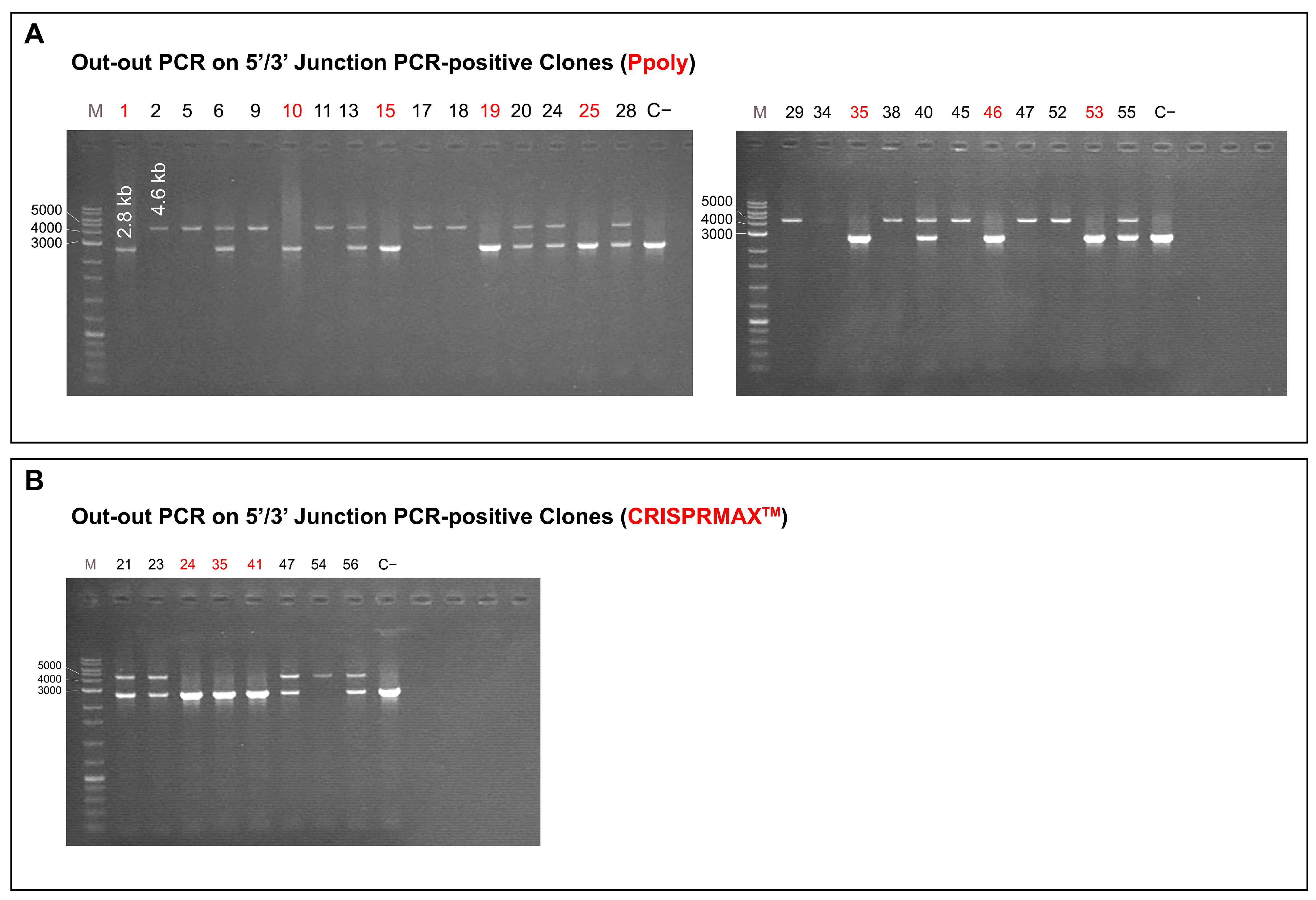 Ijms 26 10682 g008 Ijms 26 10682 g008