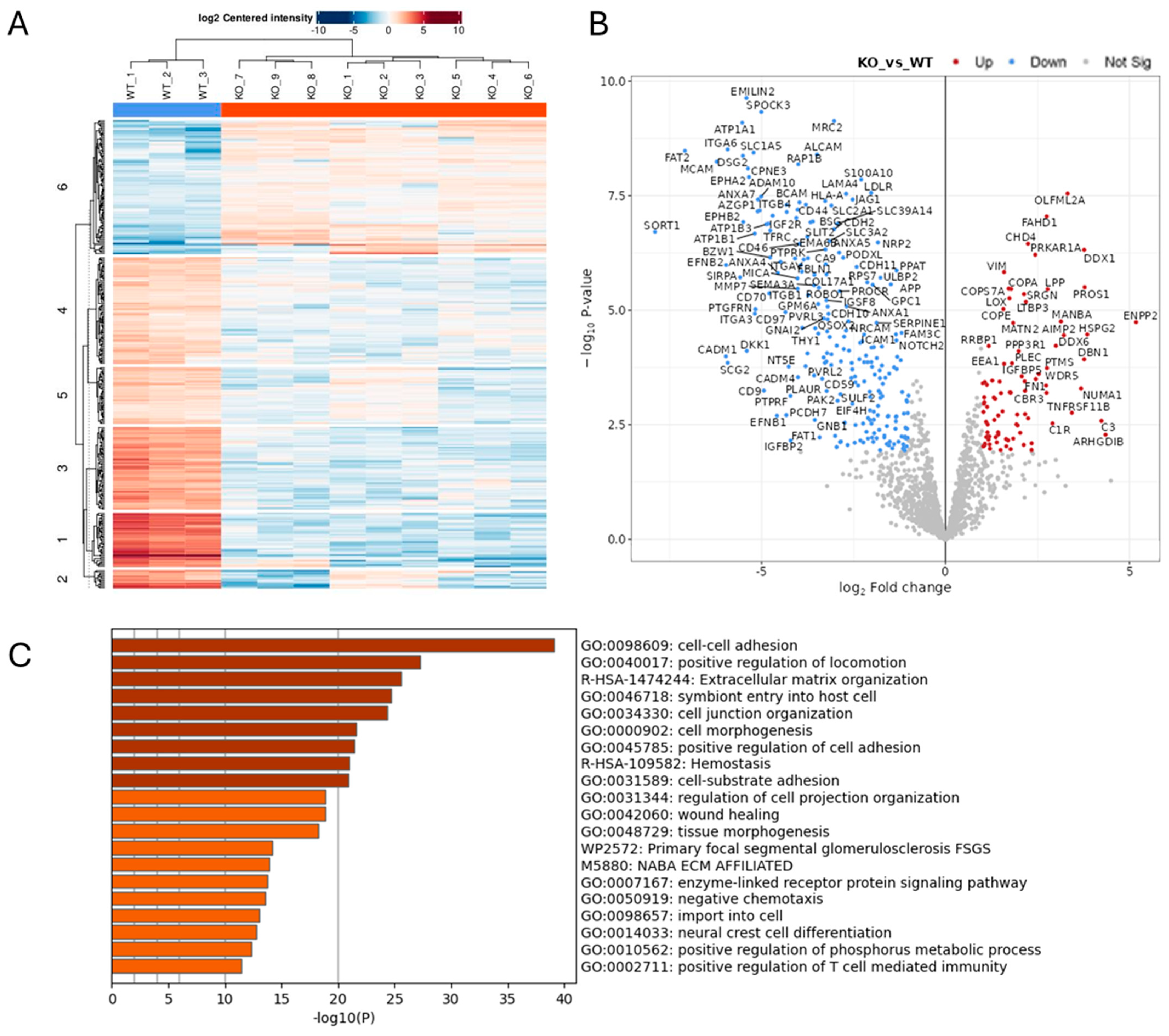 Ijms 26 10684 g001 Ijms 26 10684 g001