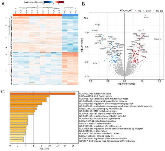 ADAM10 Knockout from Human Glioblastoma and Colon Cancer Cells