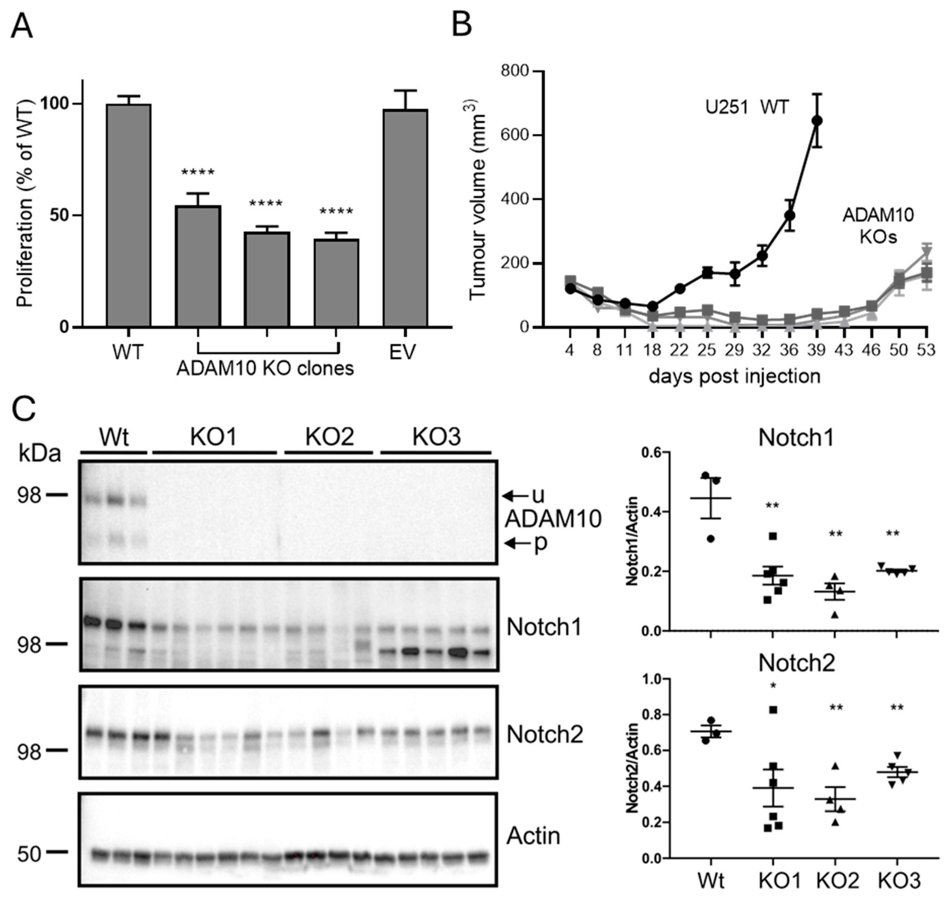 Ijms 26 10684 g004 Ijms 26 10684 g004