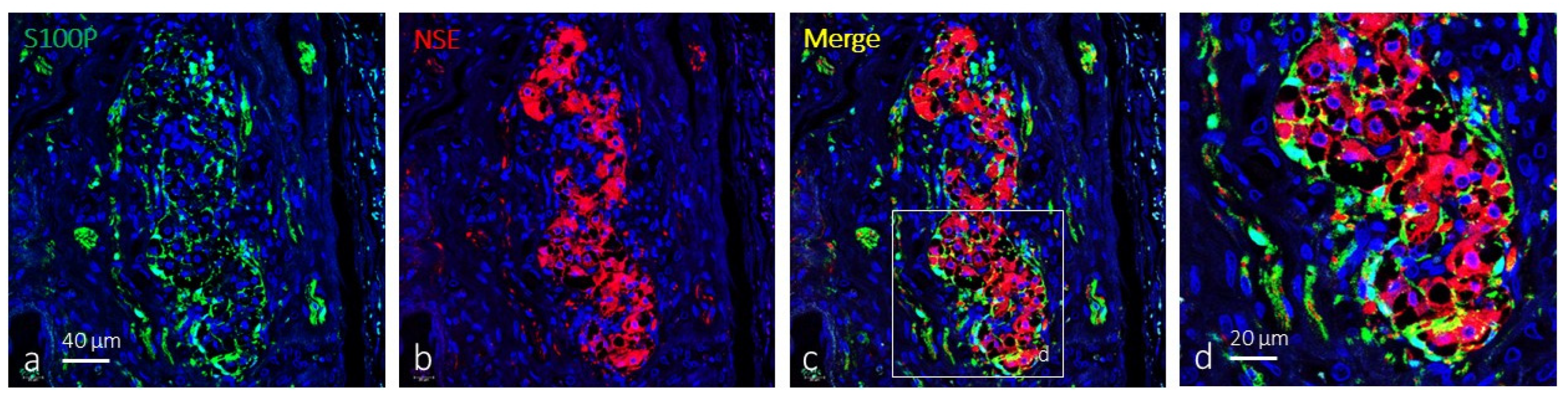 Ijms 26 10689 g001 Ijms 26 10689 g001