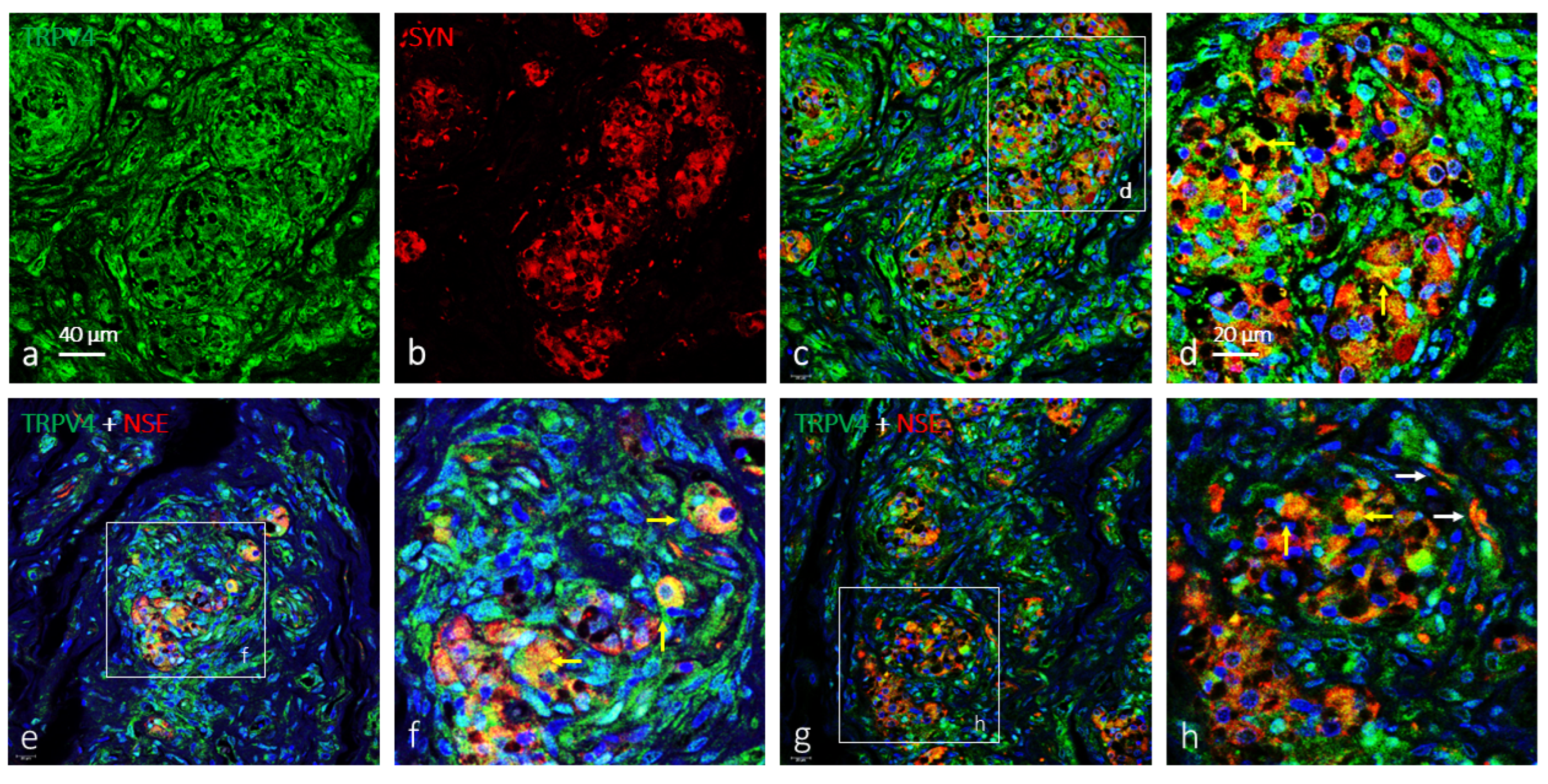 Ijms 26 10689 g002 Ijms 26 10689 g002