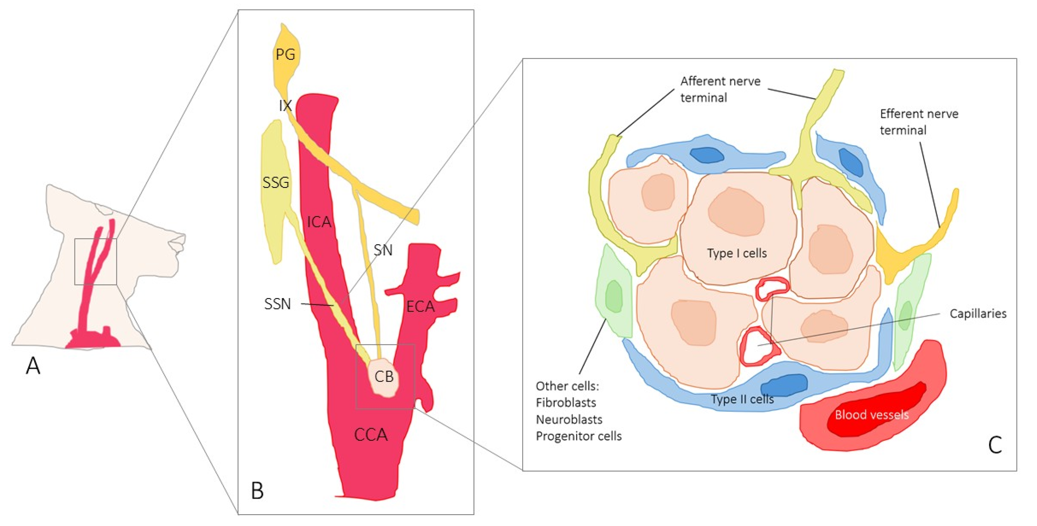 Ijms 26 10689 sch001 Ijms 26 10689 sch001