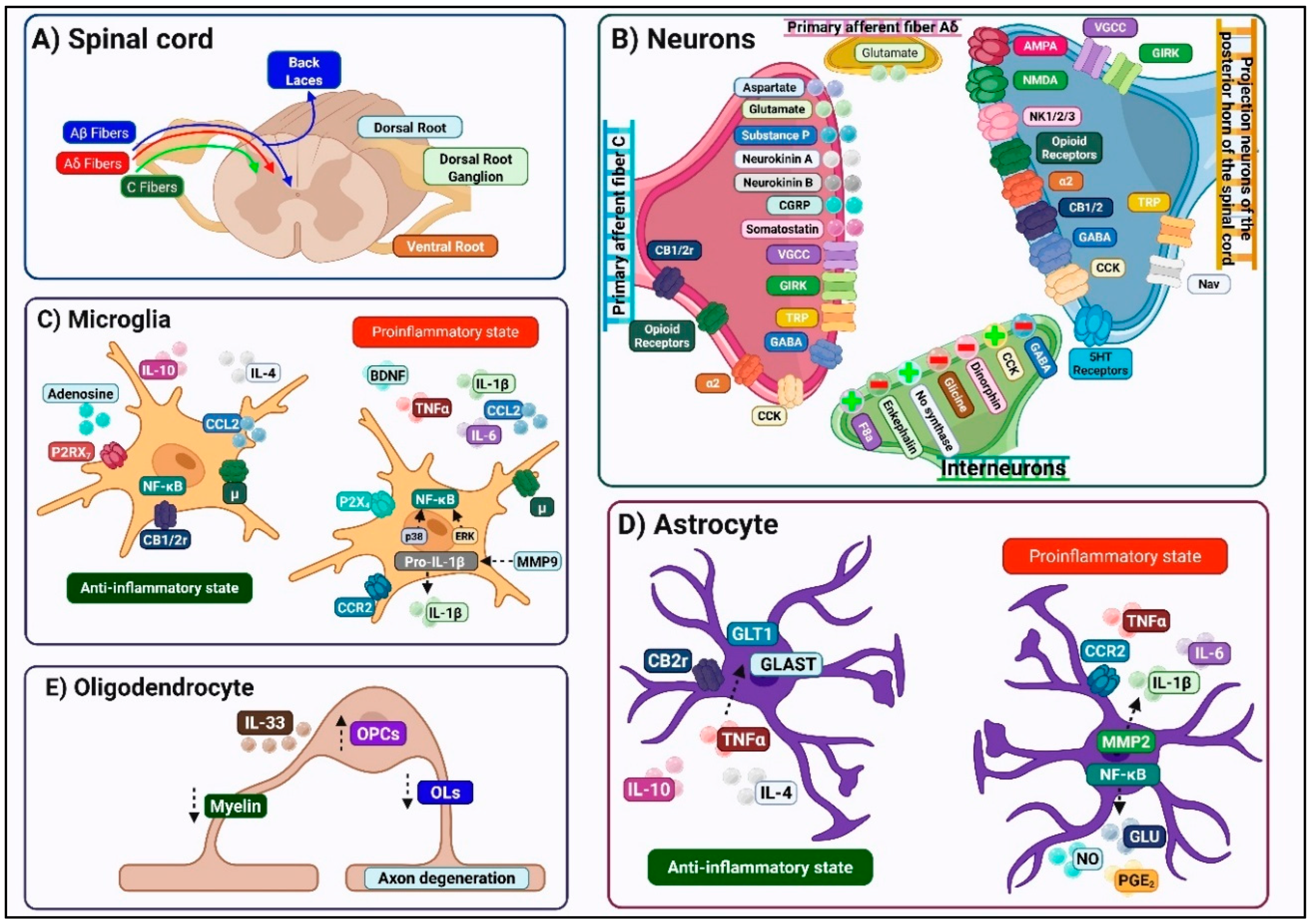 Ijms 26 10692 g002 Ijms 26 10692 g002