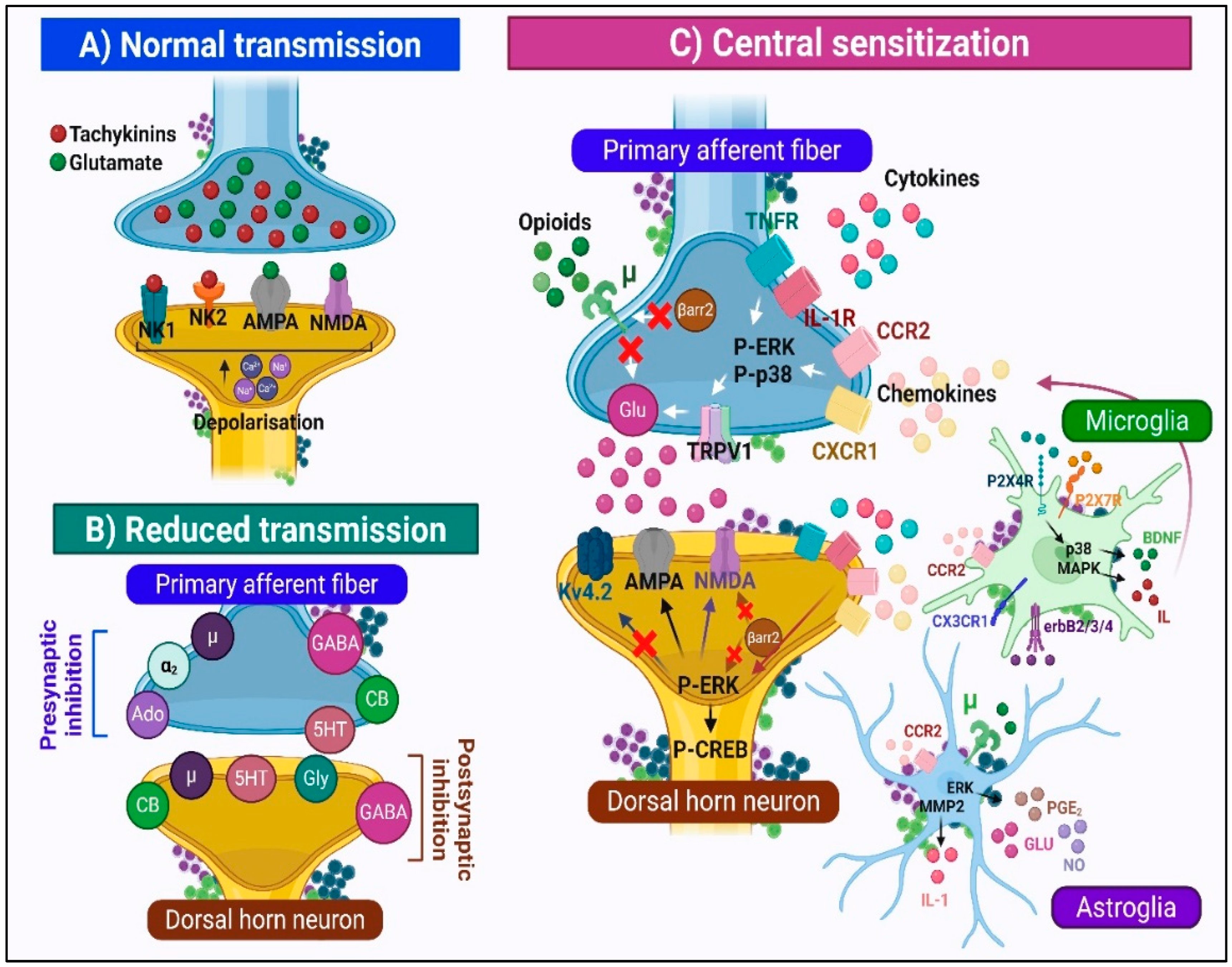 Ijms 26 10692 g004 Ijms 26 10692 g004