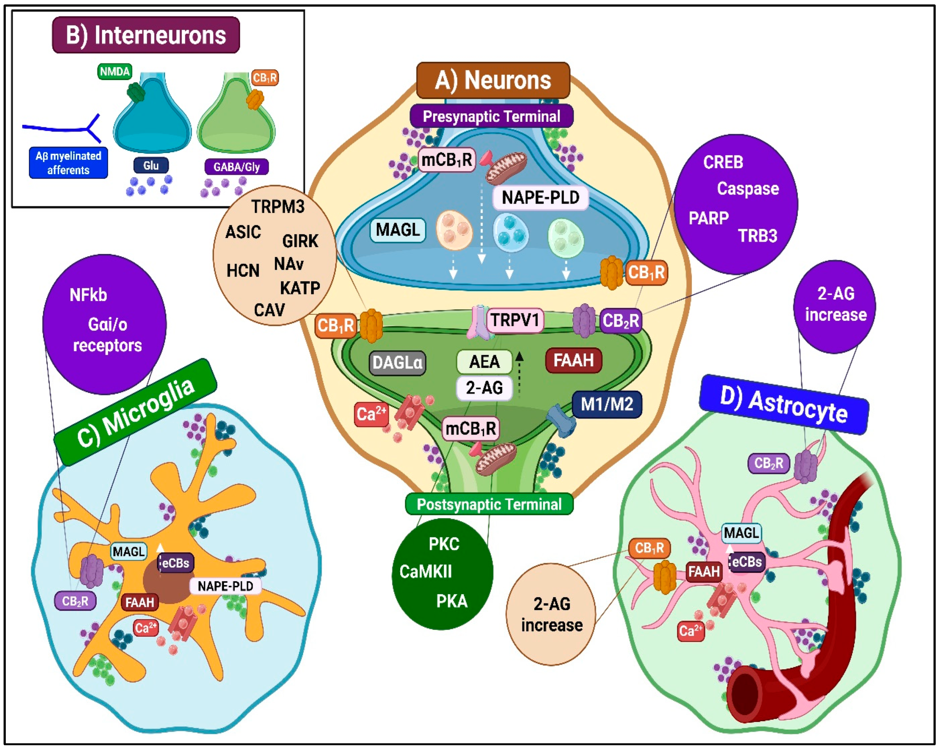 Ijms 26 10692 g006 Ijms 26 10692 g006