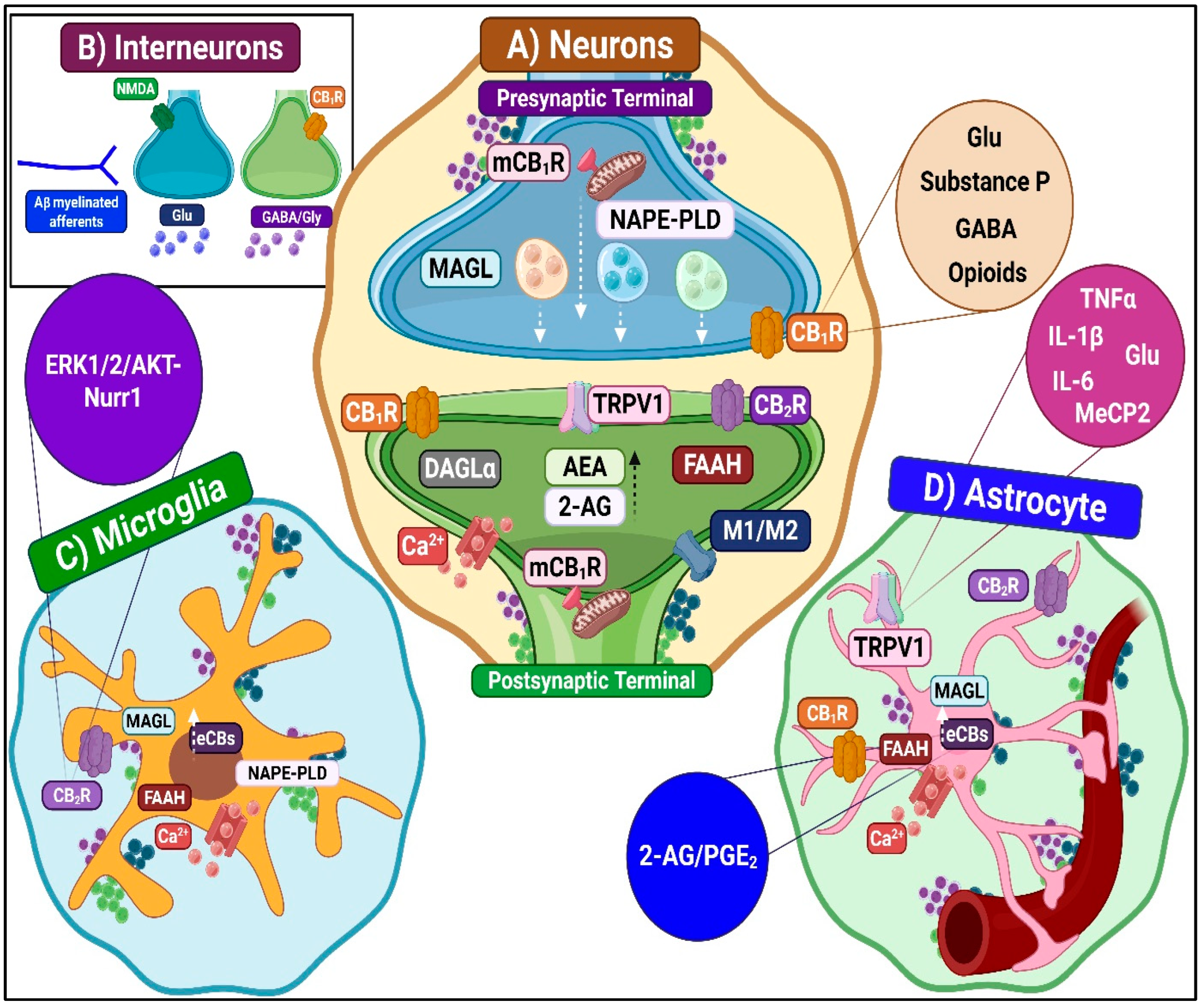 Ijms 26 10692 g007 Ijms 26 10692 g007