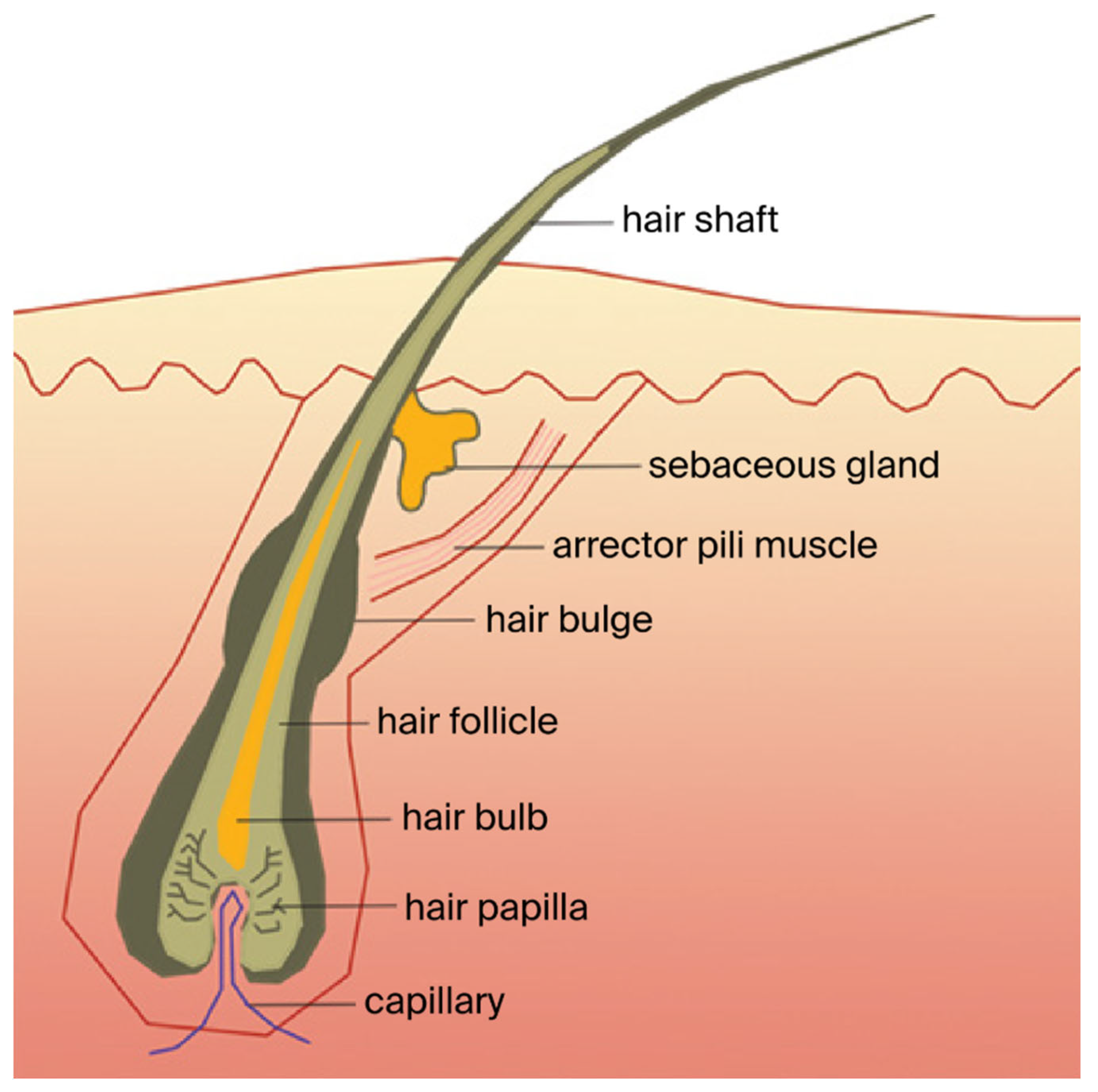 Ijms 26 10712 g001 Ijms 26 10712 g001