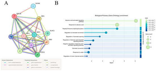 Genome-Wide Identification of the SnRK2 Gene Family and Its Response to ...
