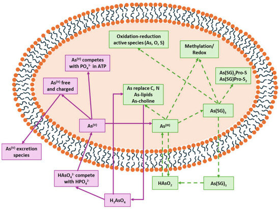 Arsenome, Arsenobolome, and Arsenobiolome