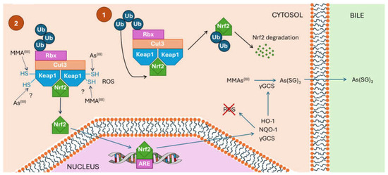 Arsenome, Arsenobolome, and Arsenobiolome