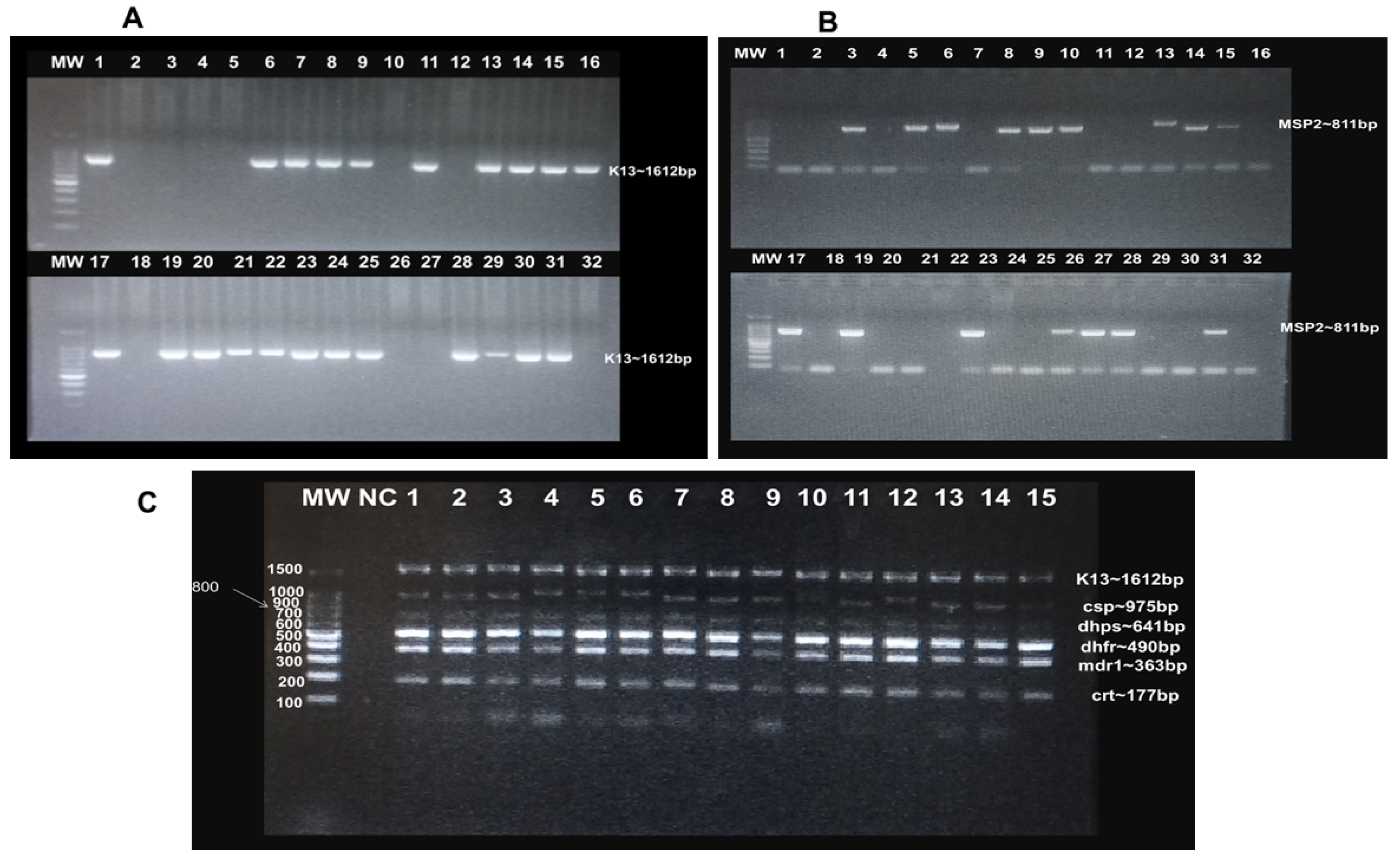 Targeted Sequencing Identifies SNPs Associated with Antimalarial