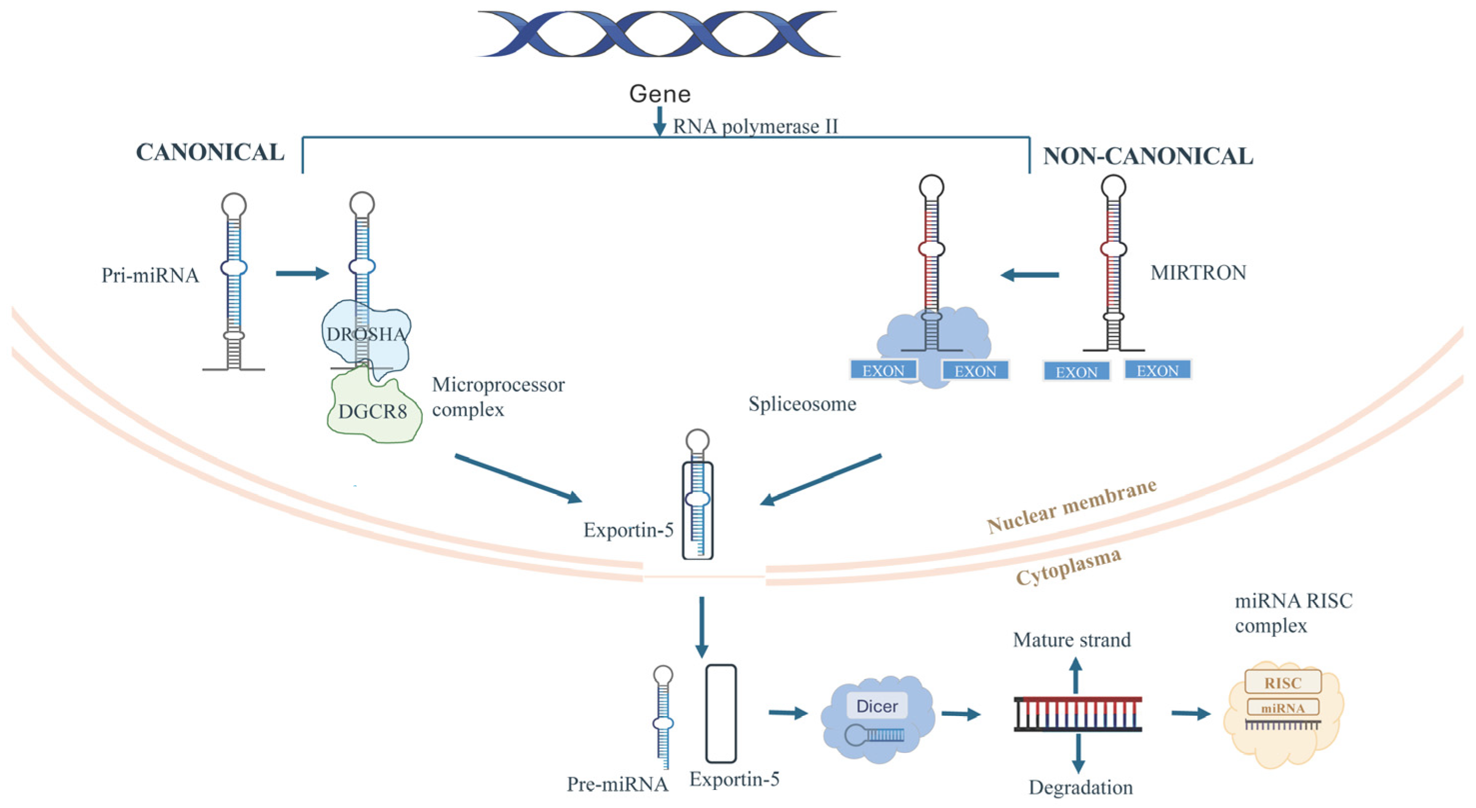 Ijms 26 10769 g001 Ijms 26 10769 g001