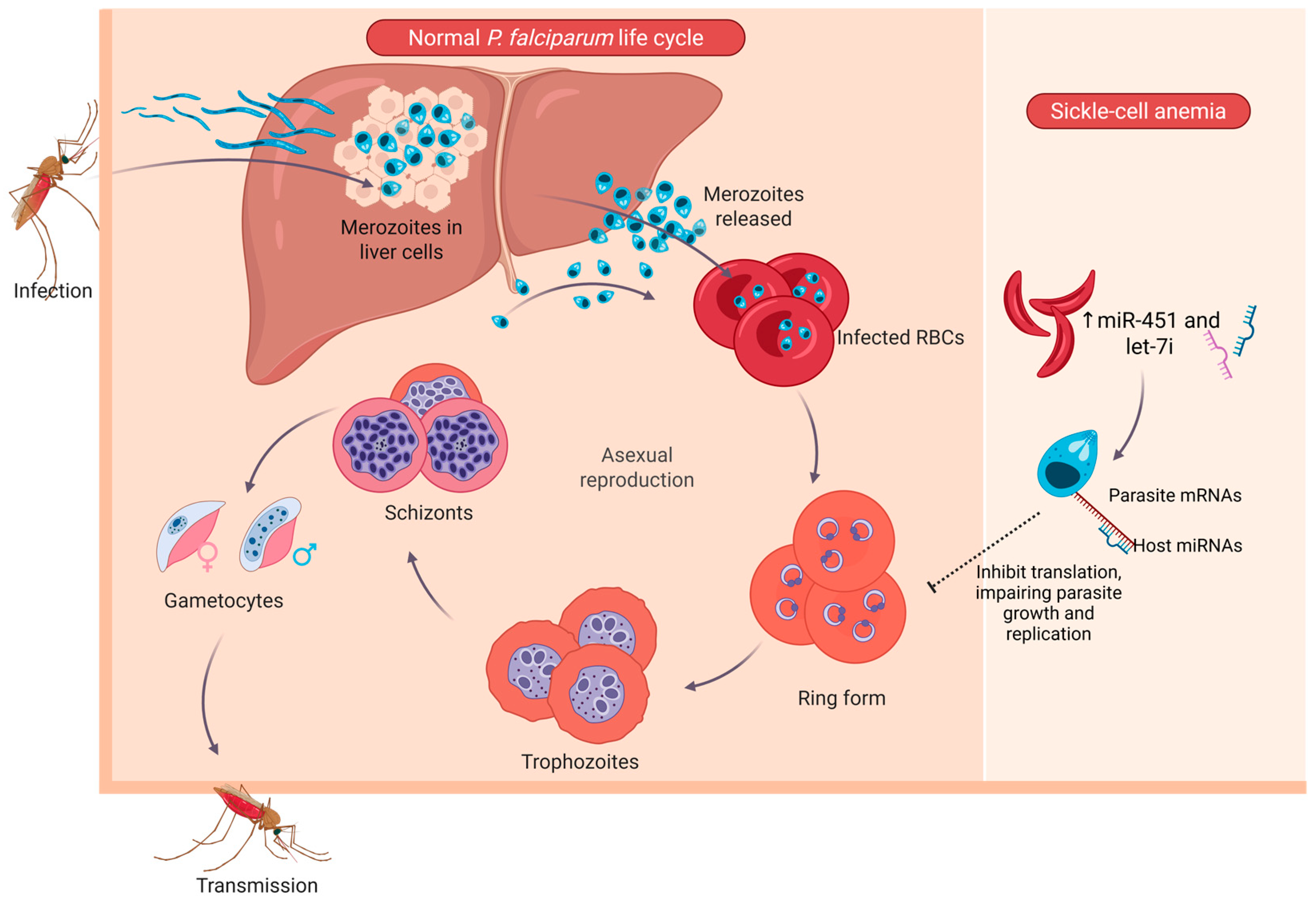 Ijms 26 10774 g002 Ijms 26 10774 g002