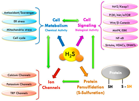 Hydrogen Sulfide in Balneology: Physiology, Evidence, and Clinical Translation