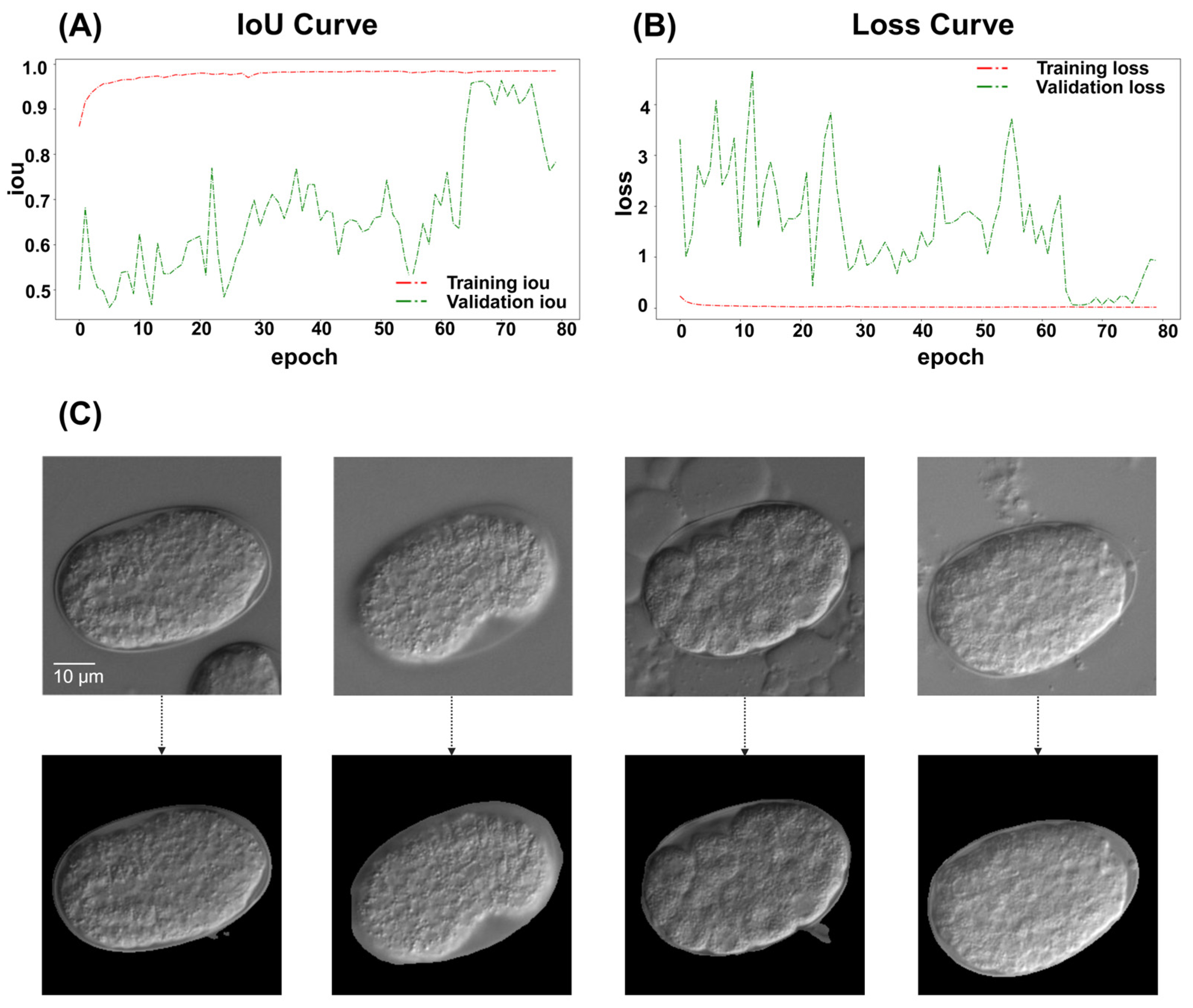 Ijms 26 10802 g002 Ijms 26 10802 g002