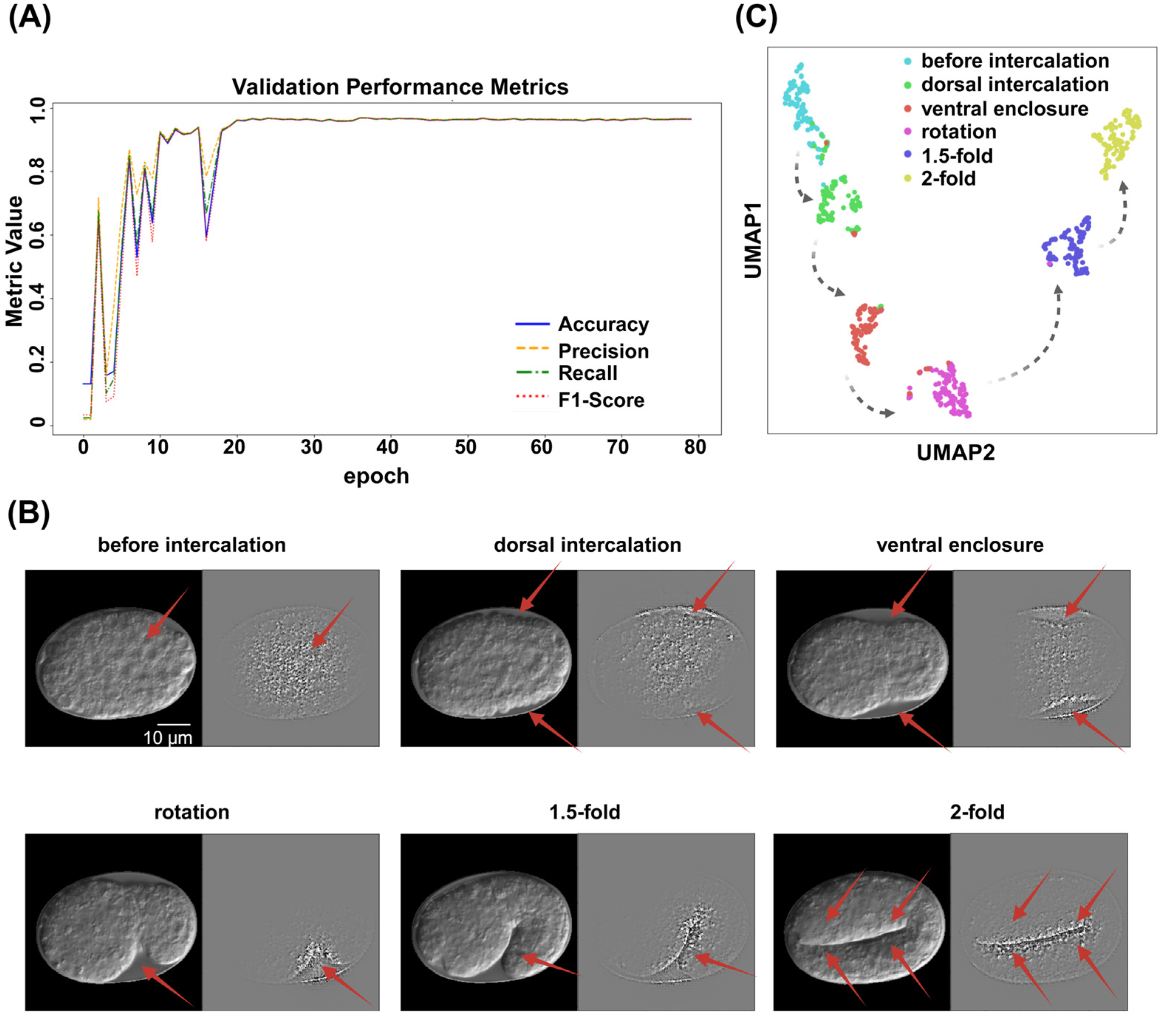 Ijms 26 10802 g003 Ijms 26 10802 g003