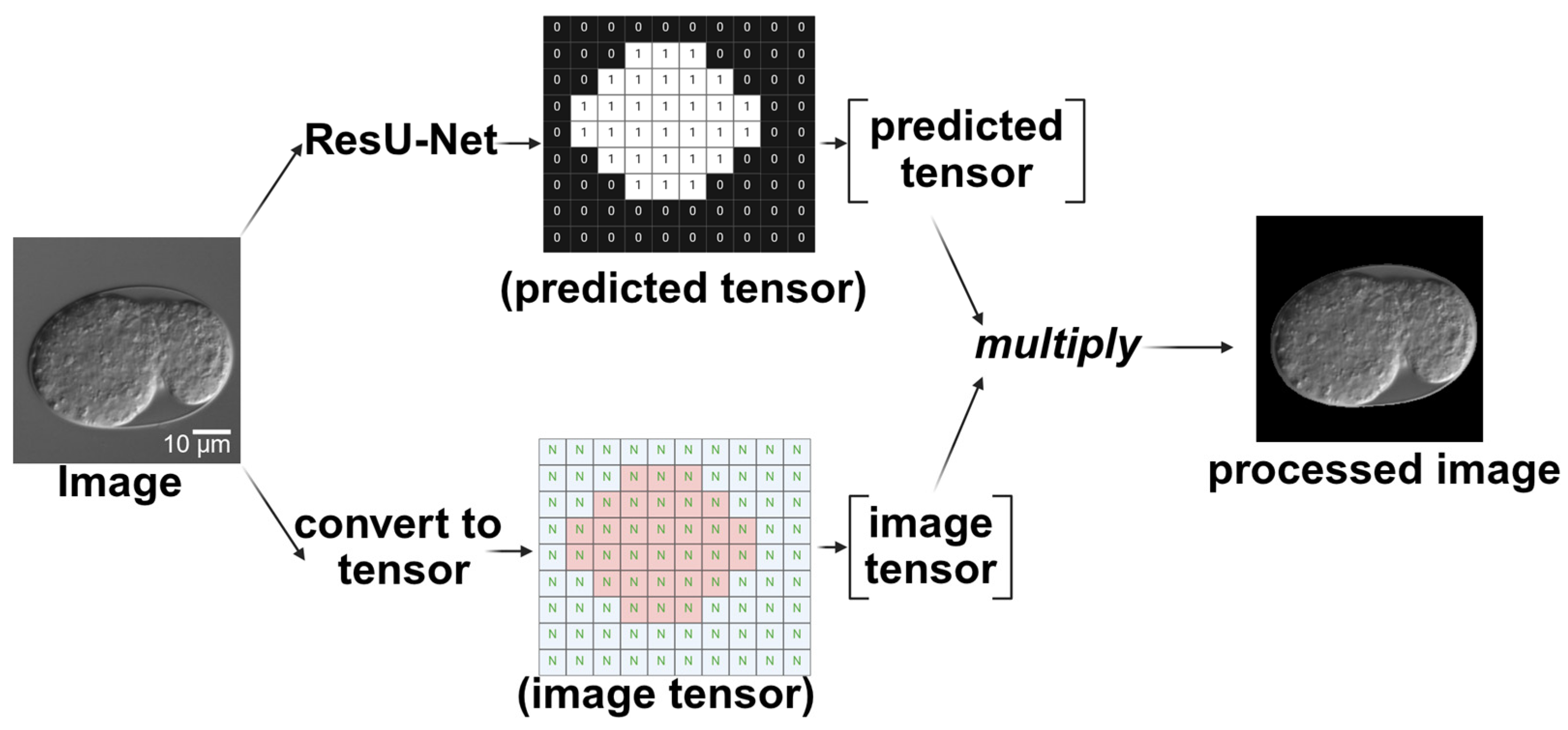 Ijms 26 10802 g010 Ijms 26 10802 g010