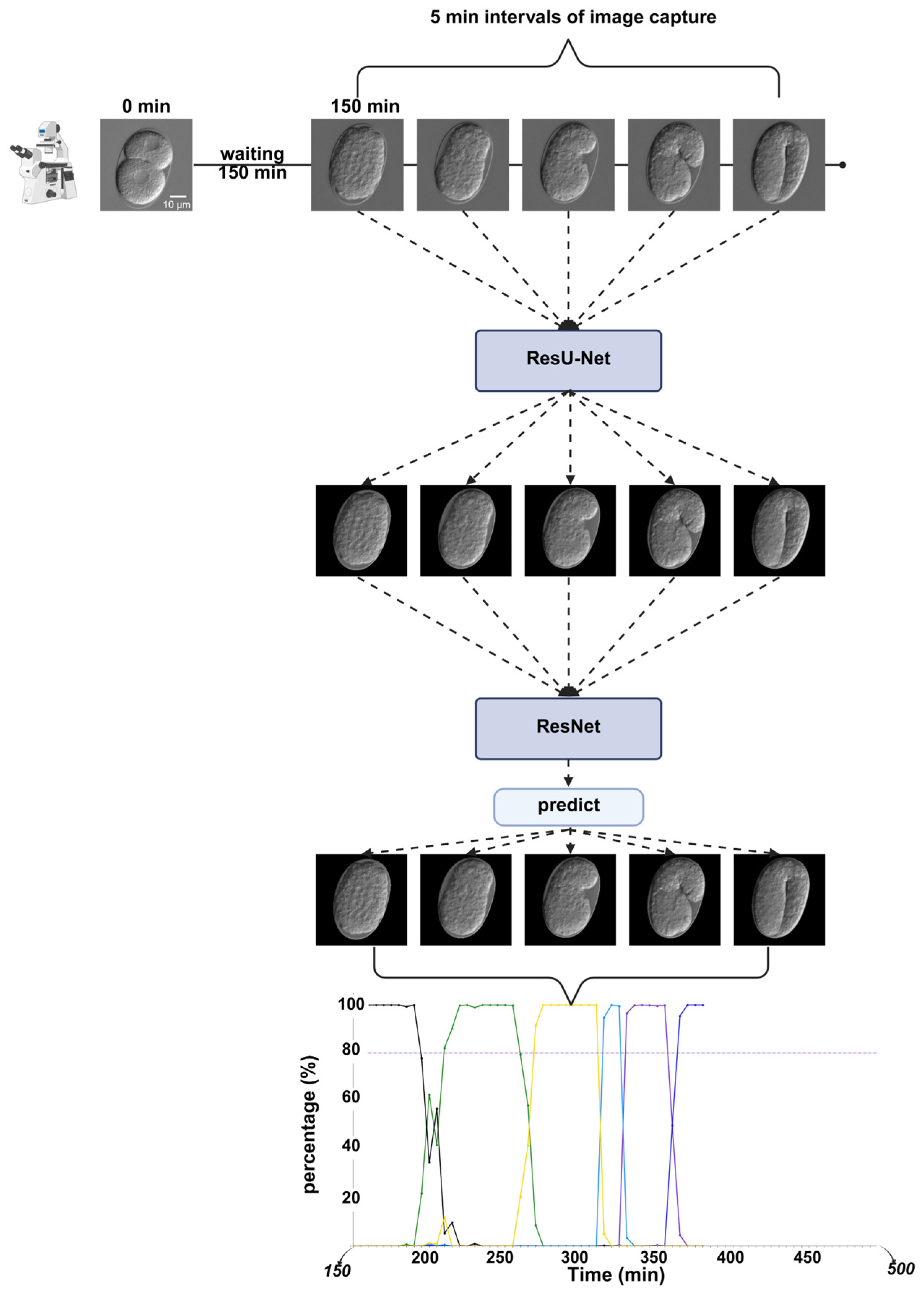Ijms 26 10802 g011 Ijms 26 10802 g011
