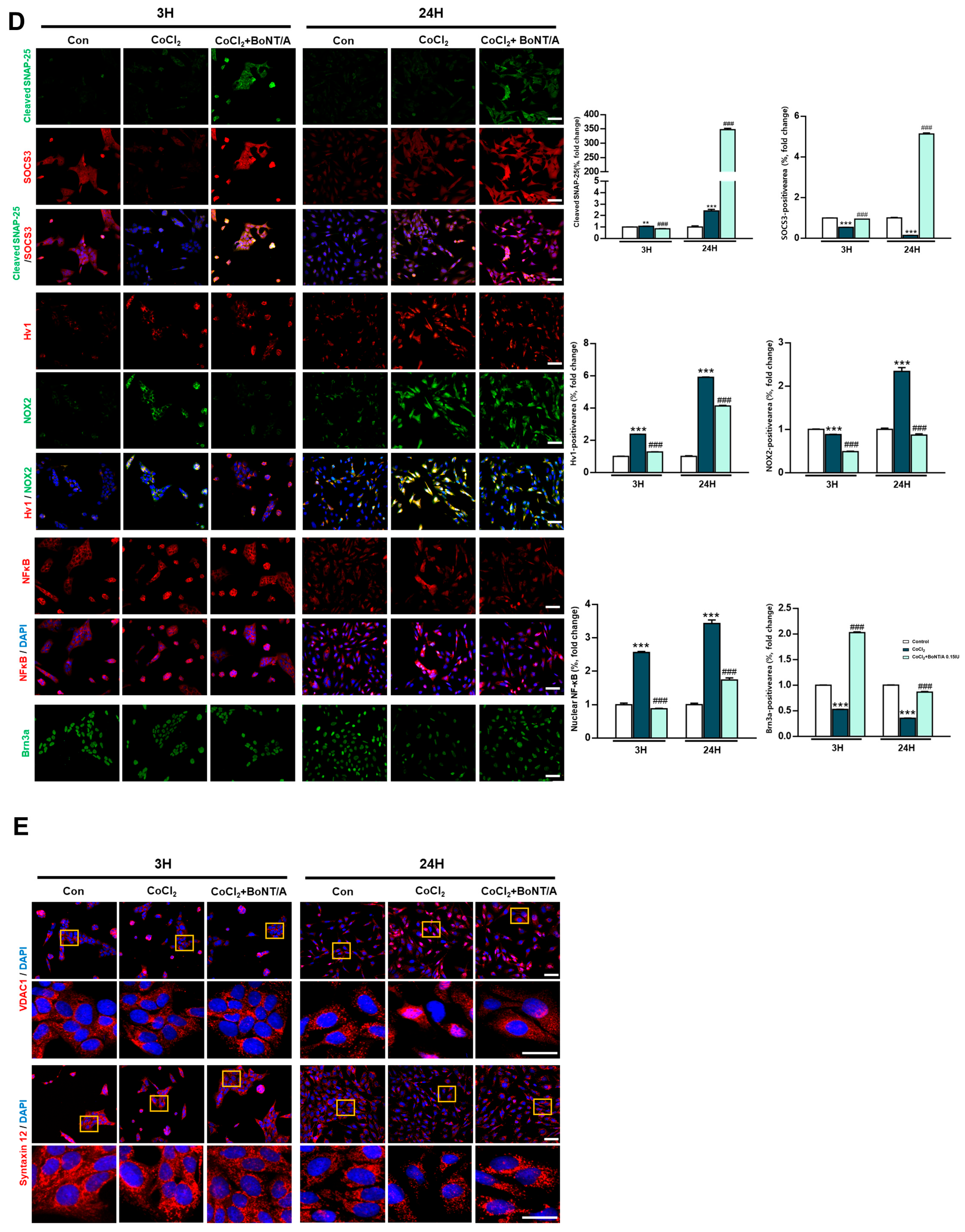 Ijms 26 10806 g001b Ijms 26 10806 g001b