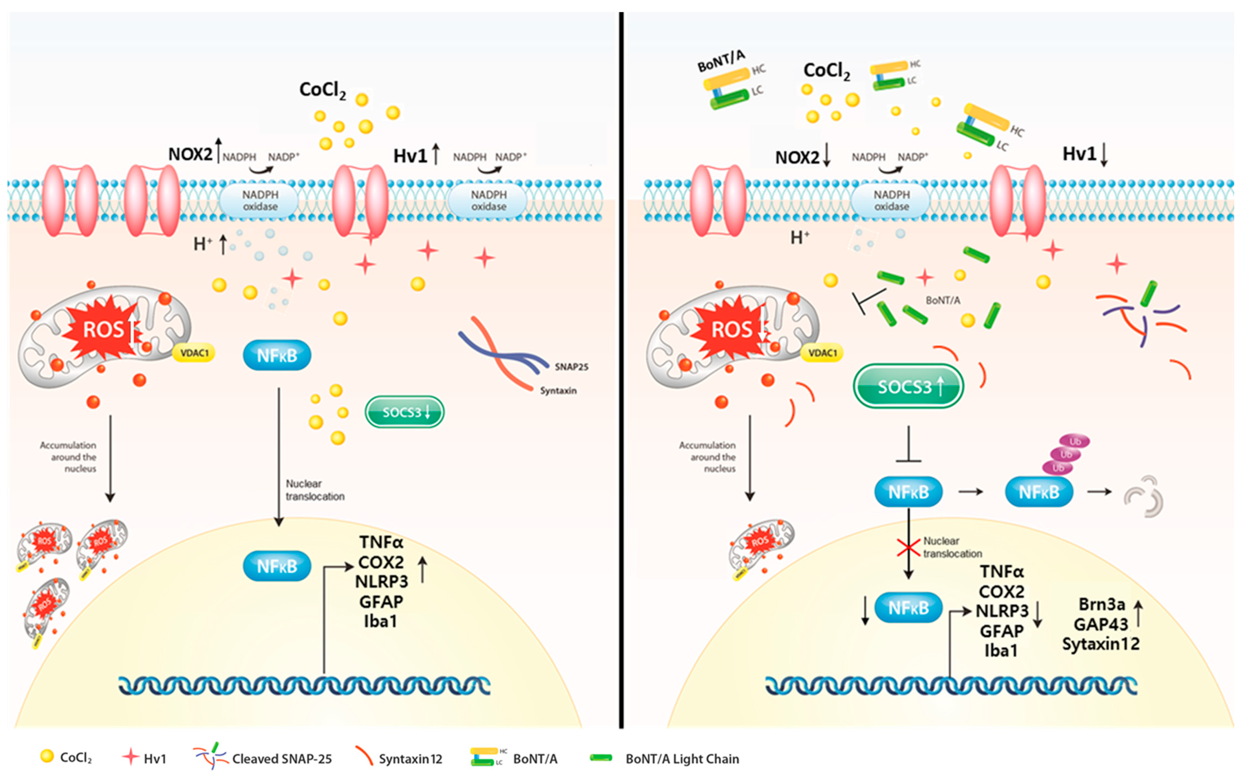 Ijms 26 10806 g004 Ijms 26 10806 g004