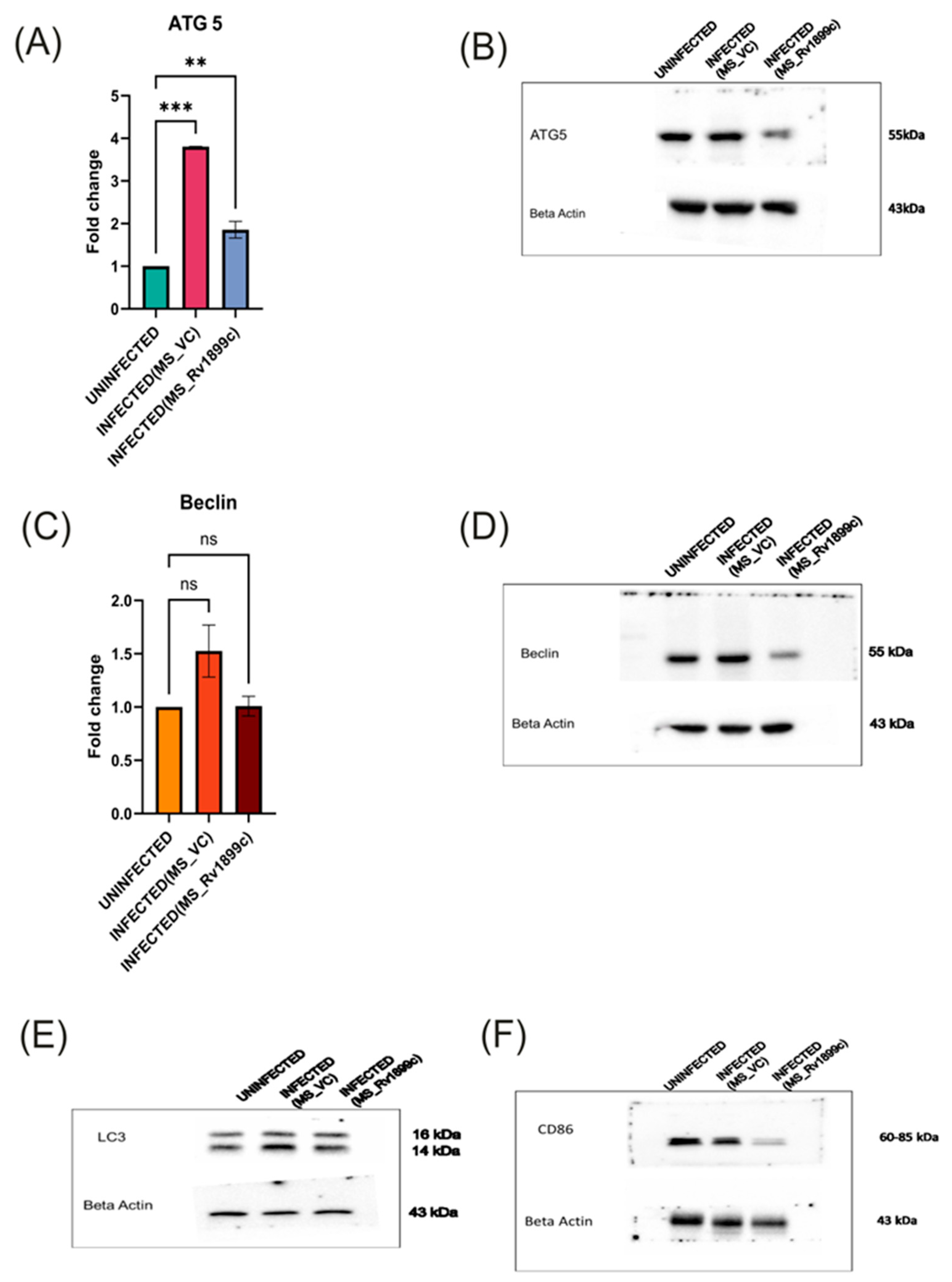 Ijms 26 10872 g007 Ijms 26 10872 g007