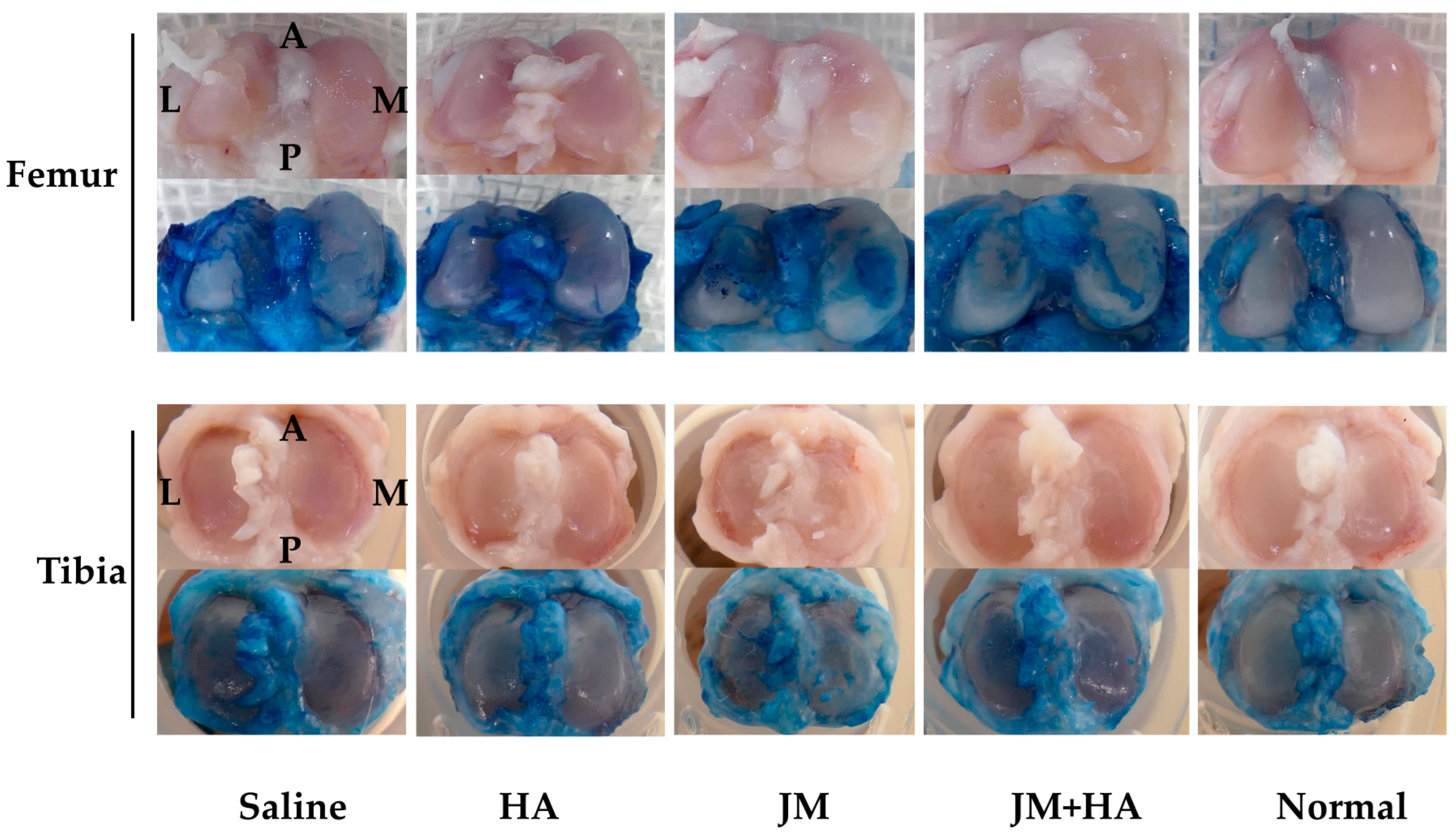 Ijms 26 10920 g006a Ijms 26 10920 g006a