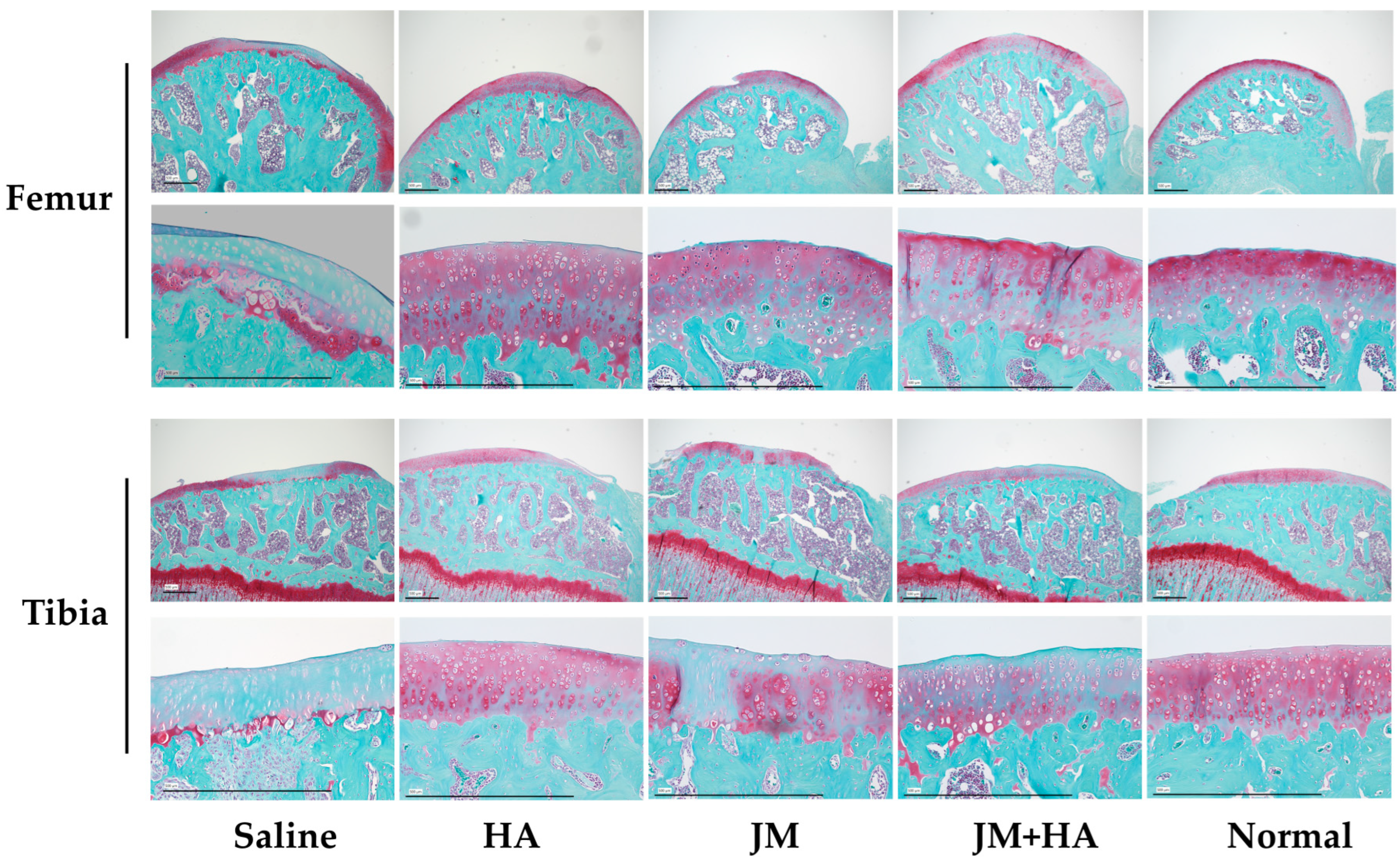 Ijms 26 10920 g007a Ijms 26 10920 g007a