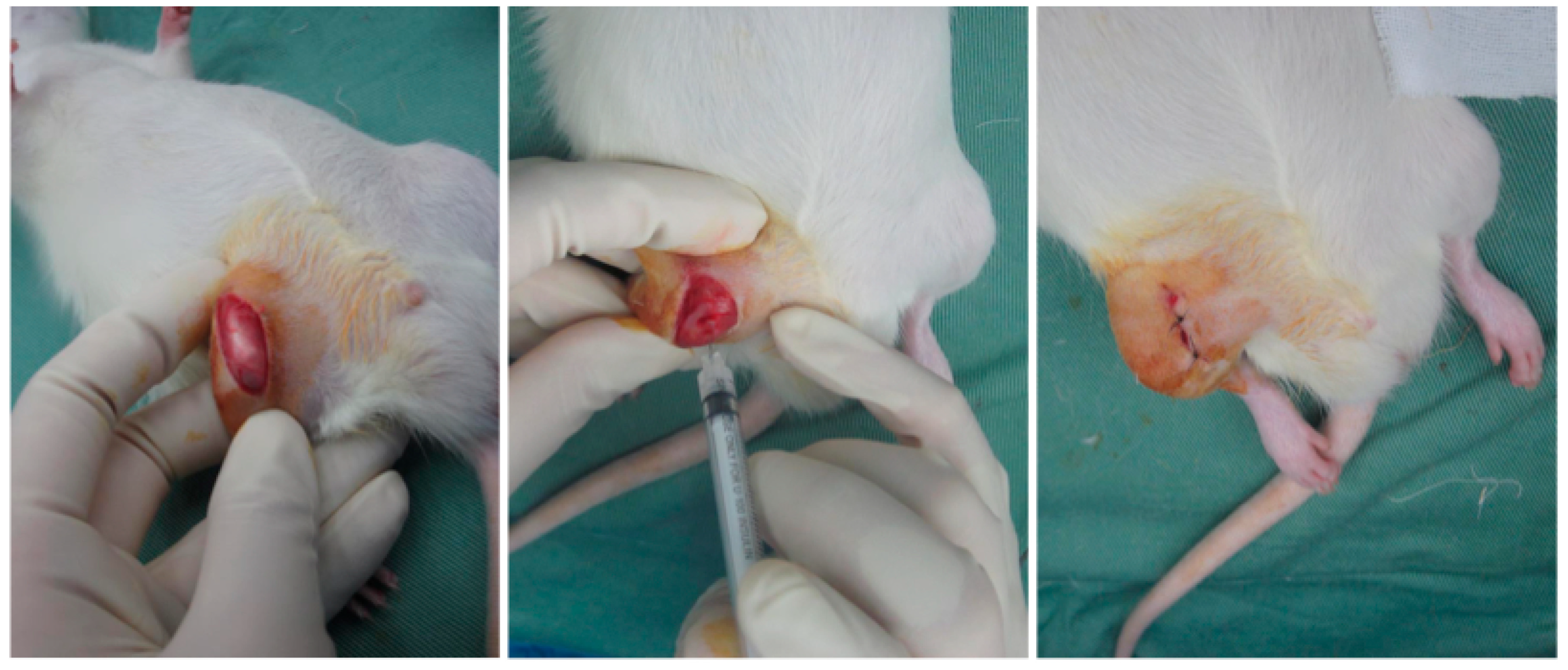 Ijms 26 10920 g008 Ijms 26 10920 g008