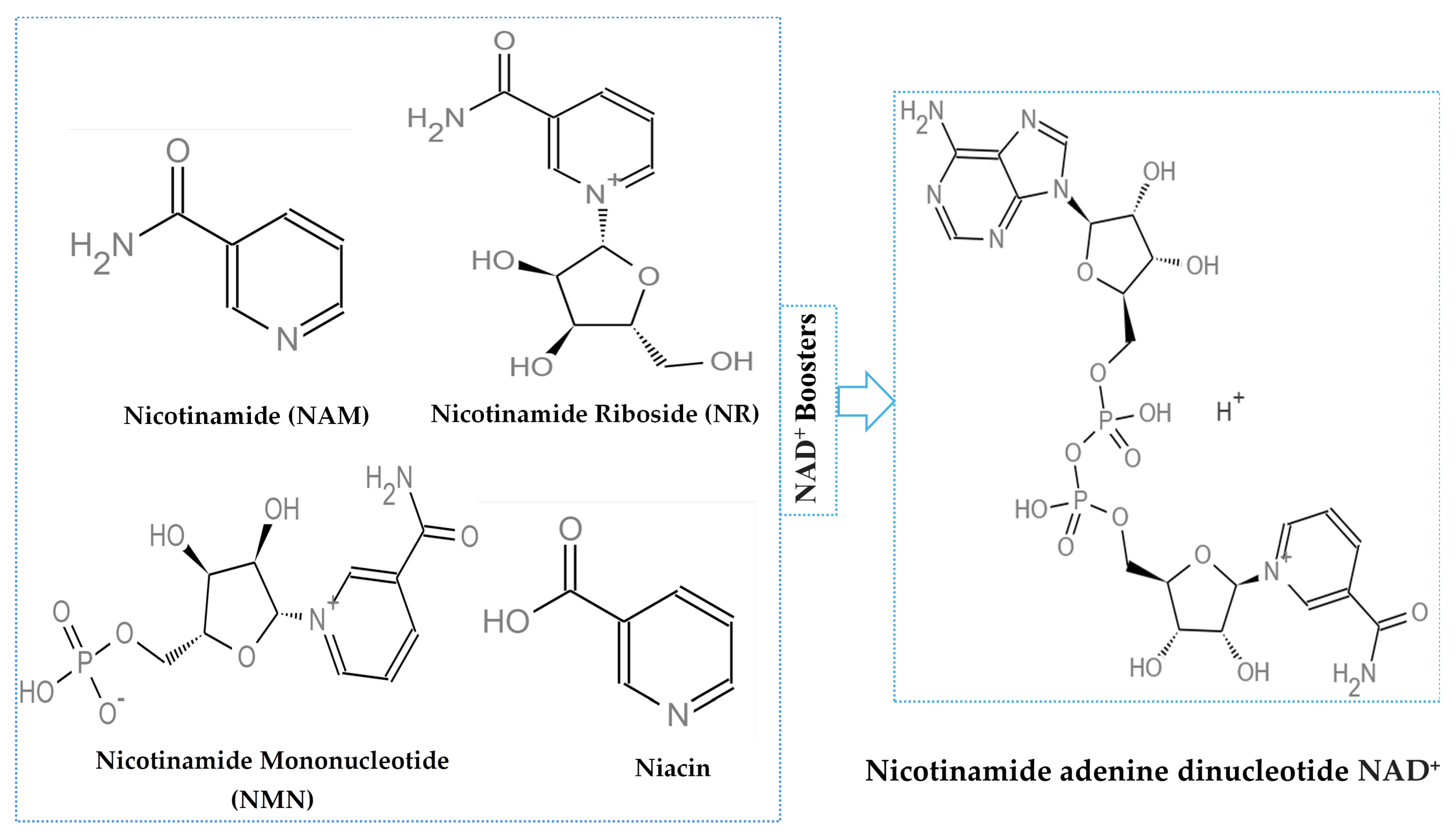 Ijms 26 10923 g002 Ijms 26 10923 g002