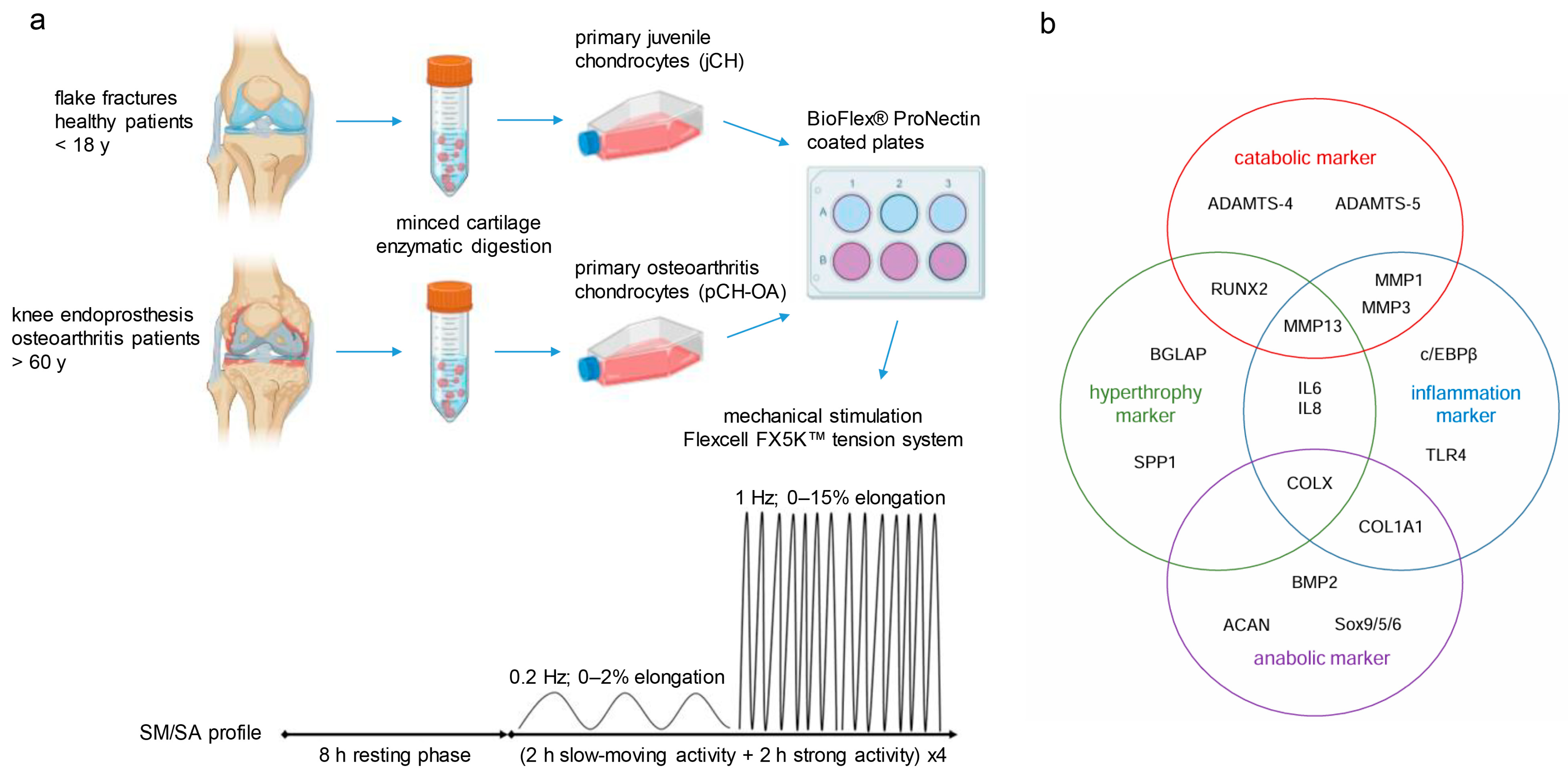 Ijms 26 10934 g001 Ijms 26 10934 g001