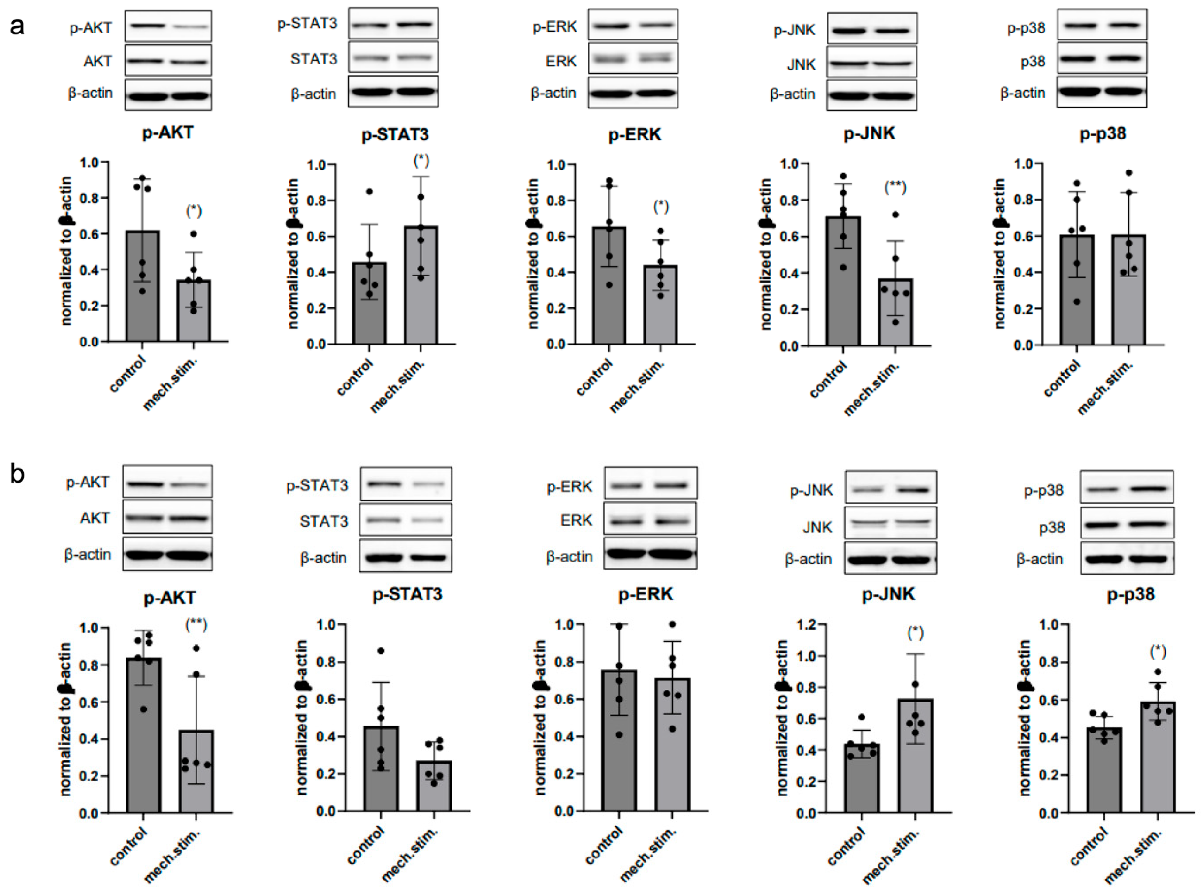 Ijms 26 10934 g006 Ijms 26 10934 g006