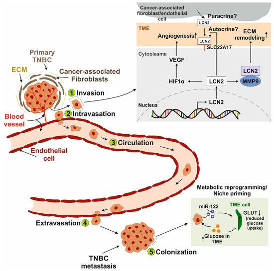 Lipocalin-2 in Triple-Negative Breast Cancer: A Review of Its