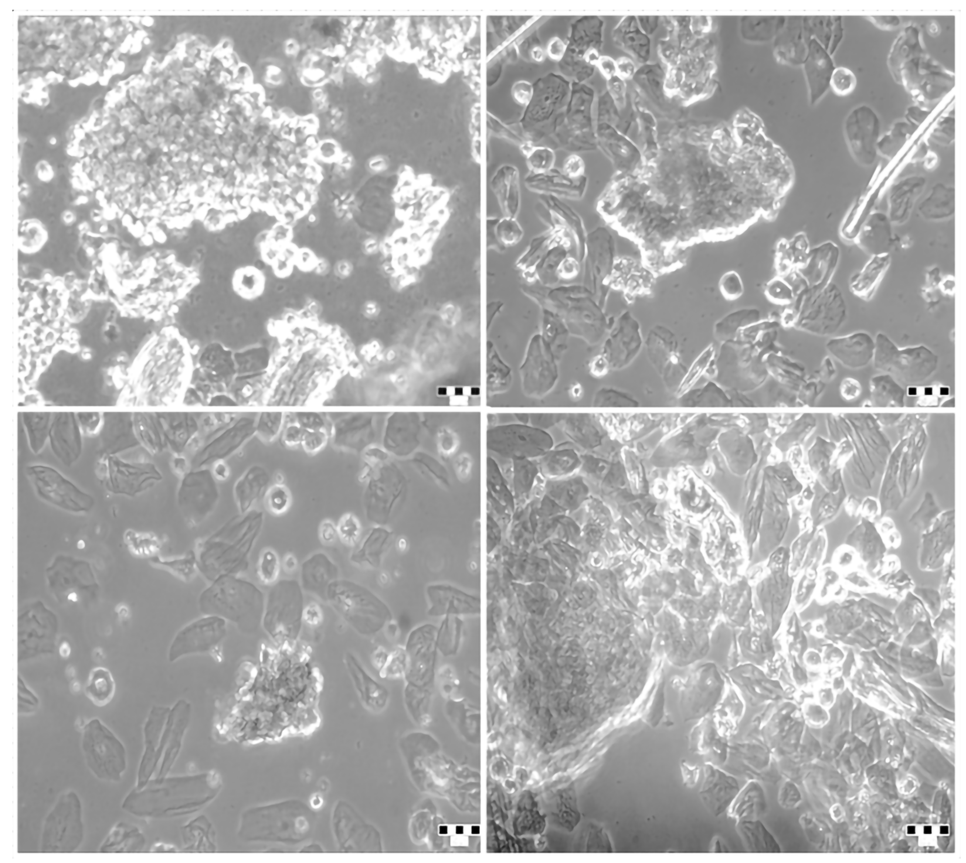 Ijms 26 10939 g001 Ijms 26 10939 g001