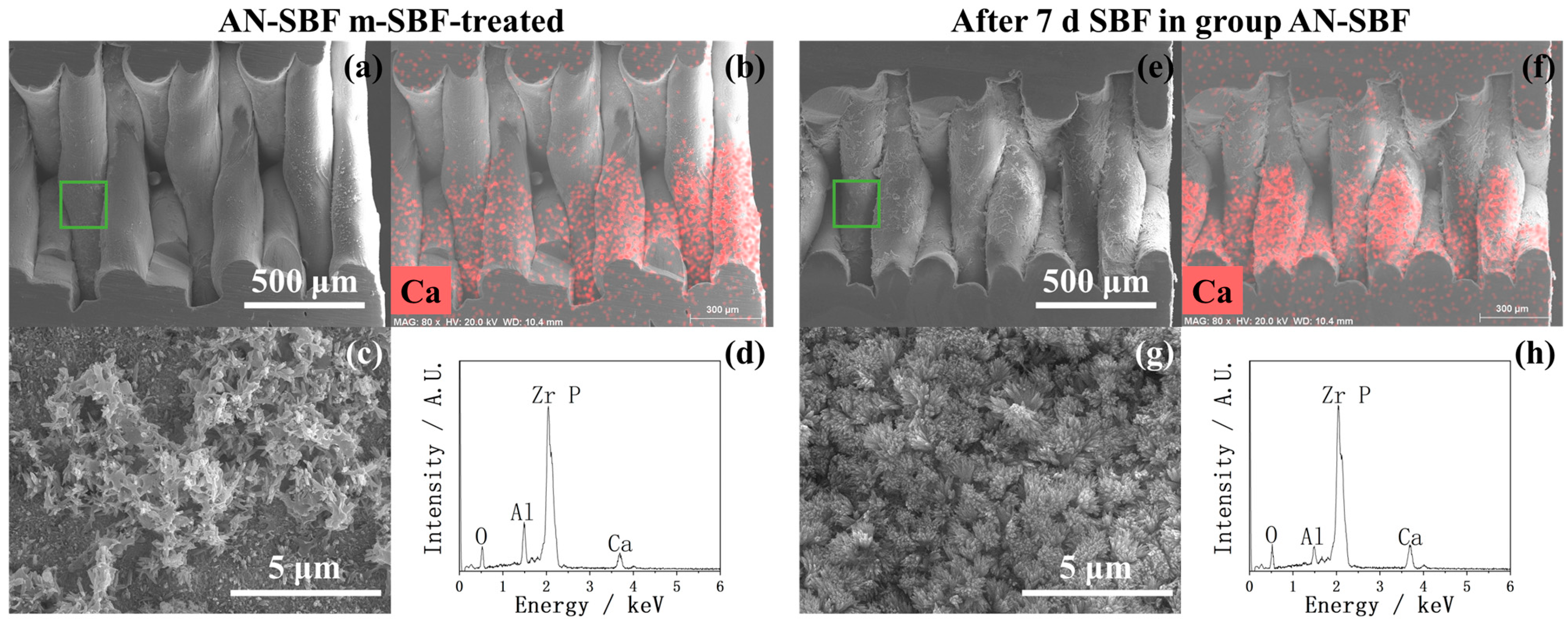 Ijms 26 10950 g013 Ijms 26 10950 g013