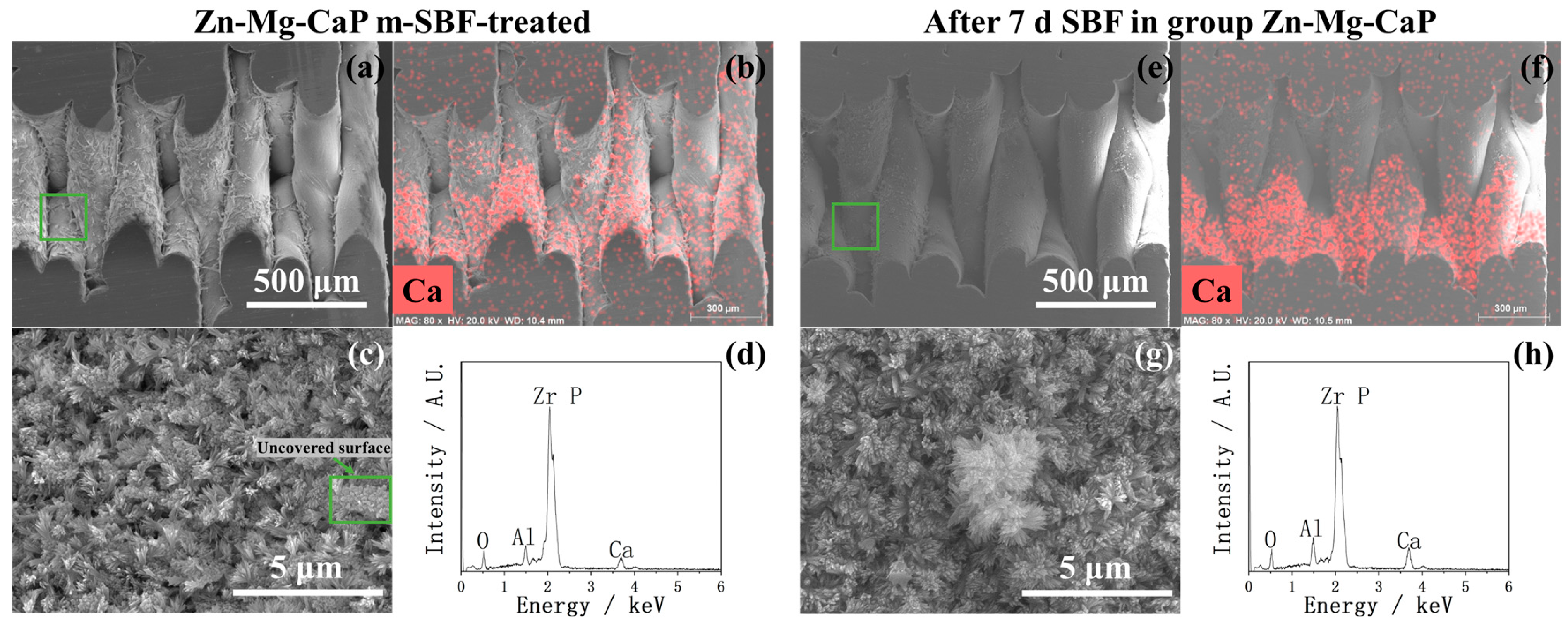 Ijms 26 10950 g015 Ijms 26 10950 g015