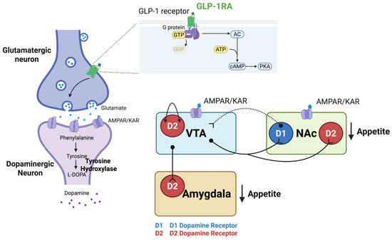 glp 1 and dopamine Neurobiological Mechanisms and Therapeutic Potential of Glucagon-like  Peptide-1 Receptor Agonists in Binge Eating Disorder: A Narrative Review
