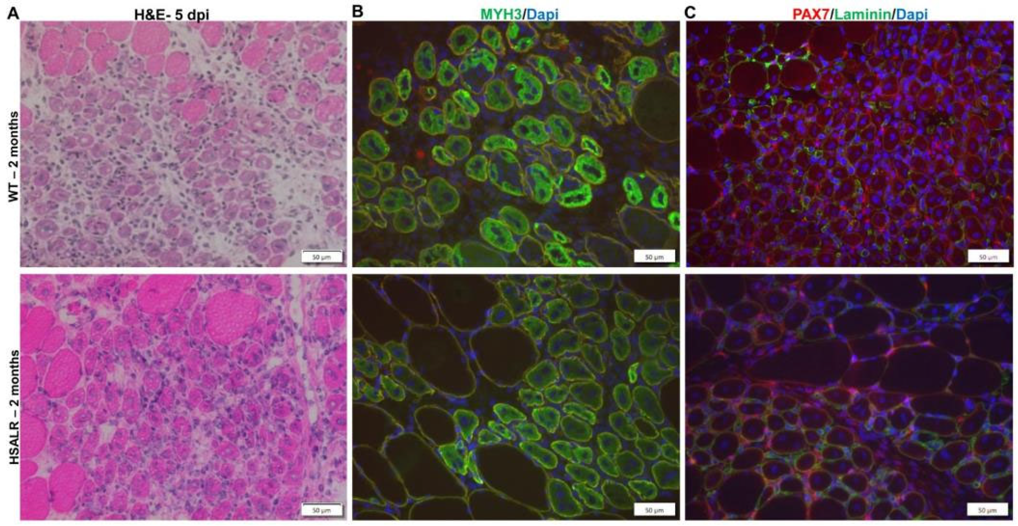 Ijms 26 10985 g006 Ijms 26 10985 g006