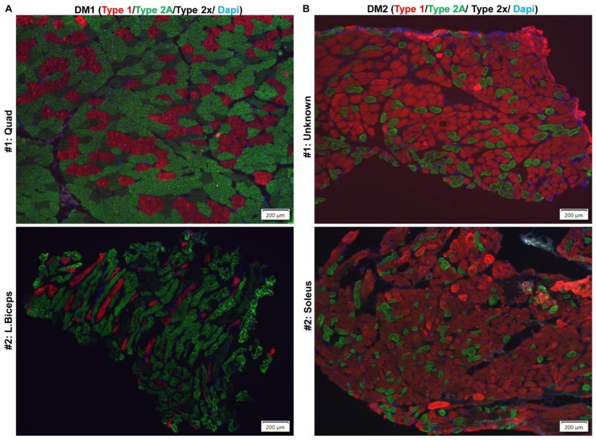 Ijms 26 10985 g009 Ijms 26 10985 g009