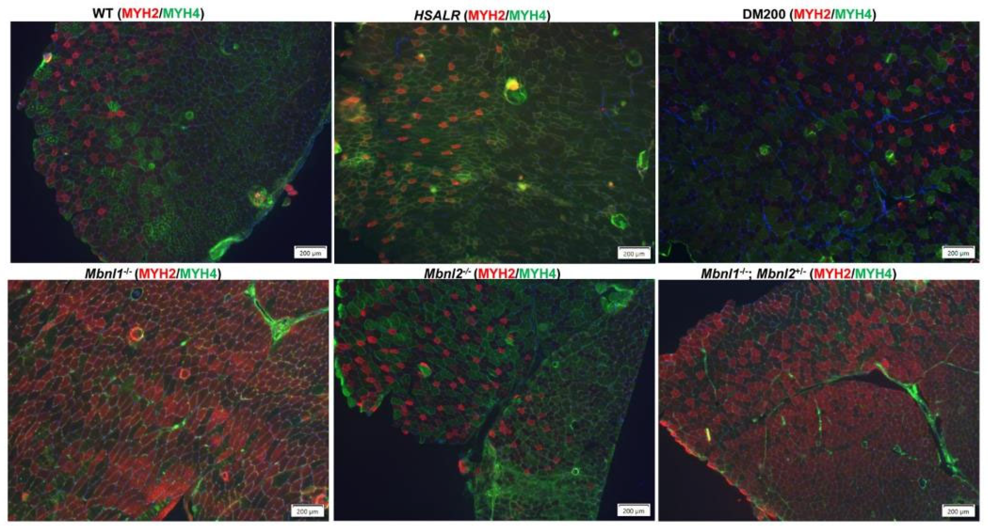 Ijms 26 10985 g010 Ijms 26 10985 g010