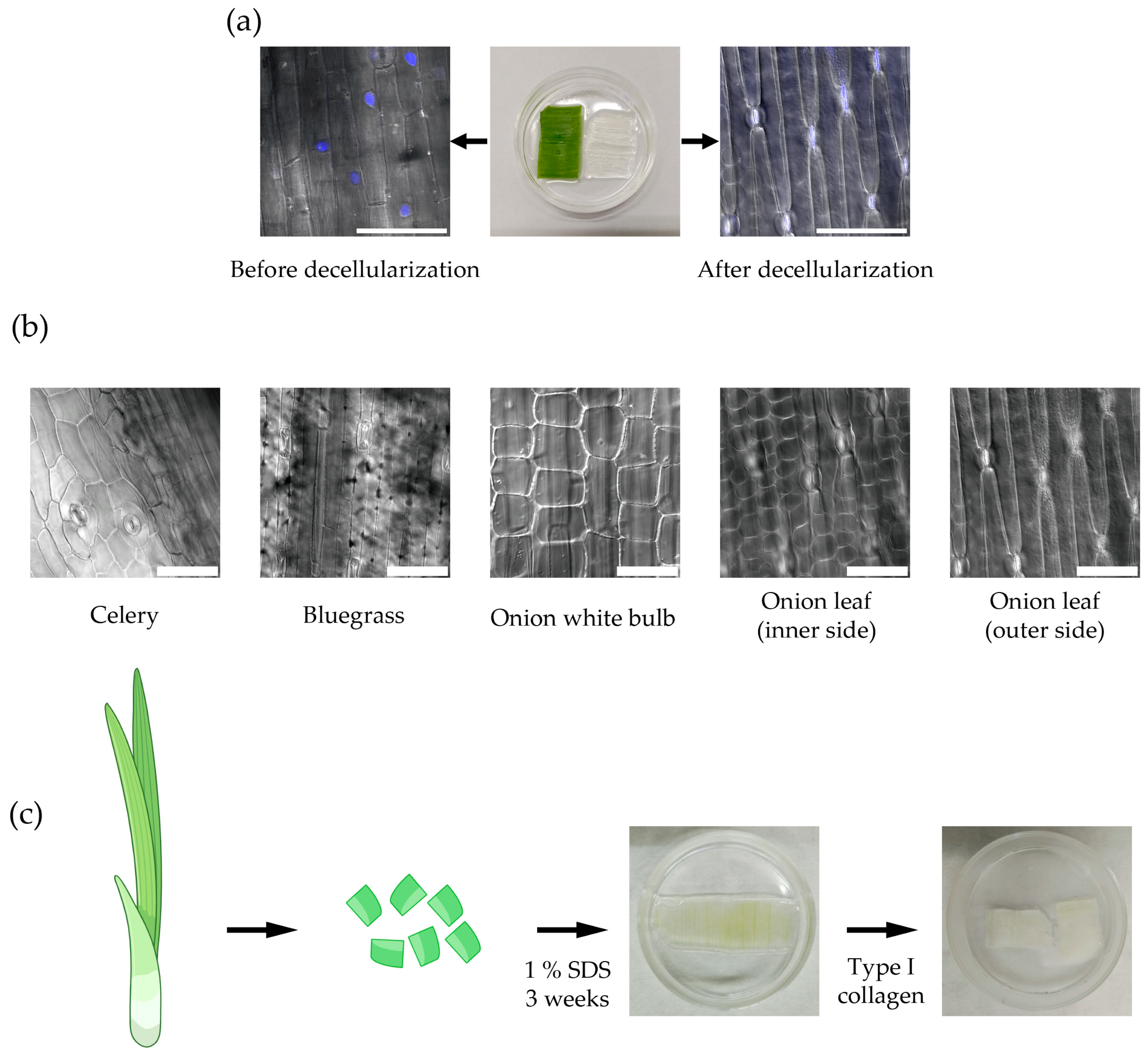 Ijms 26 10995 g001 Ijms 26 10995 g001