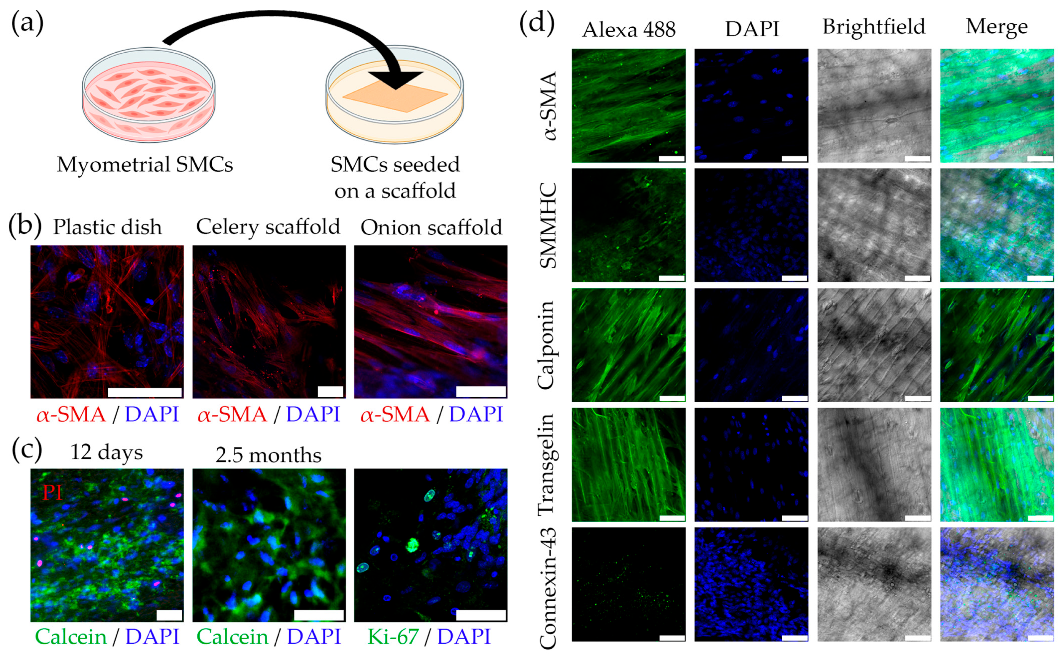 Ijms 26 10995 g003 Ijms 26 10995 g003