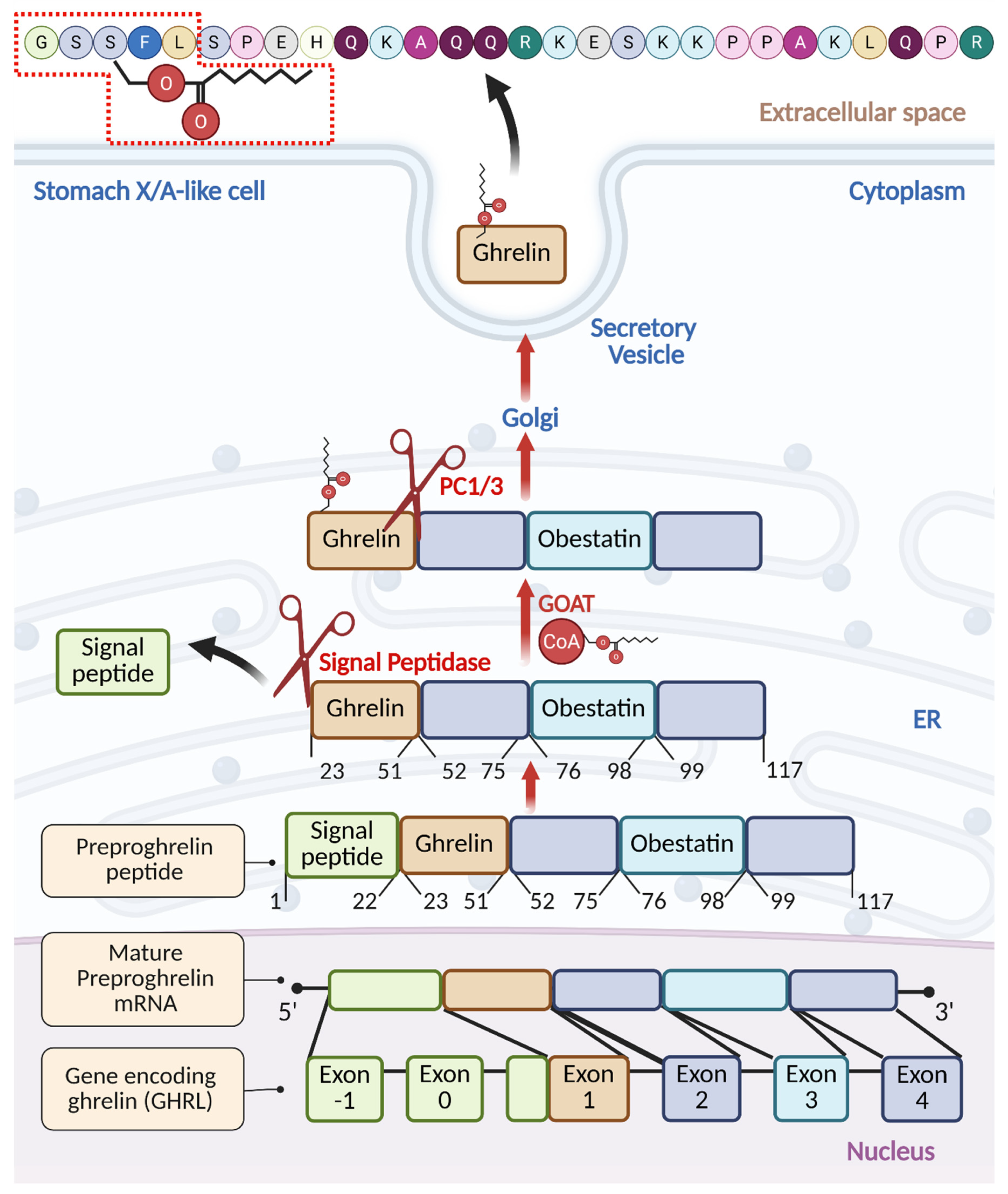 Beyond Hunger: The Structure, Signaling, and Systemic Roles of Ghrelin