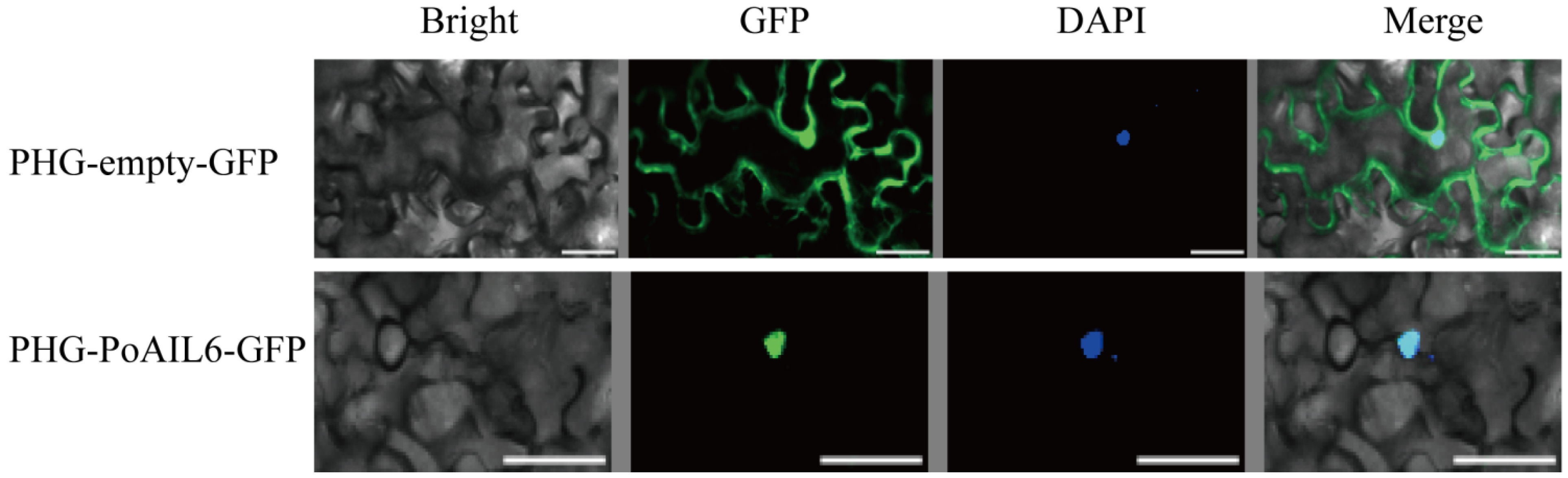 Ijms 26 11006 g006 Ijms 26 11006 g006